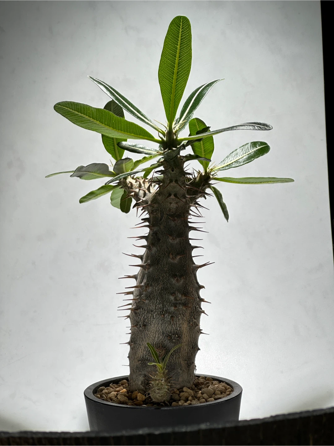 パキポディウム ロスラーツム 観葉植物の写真4枚目
