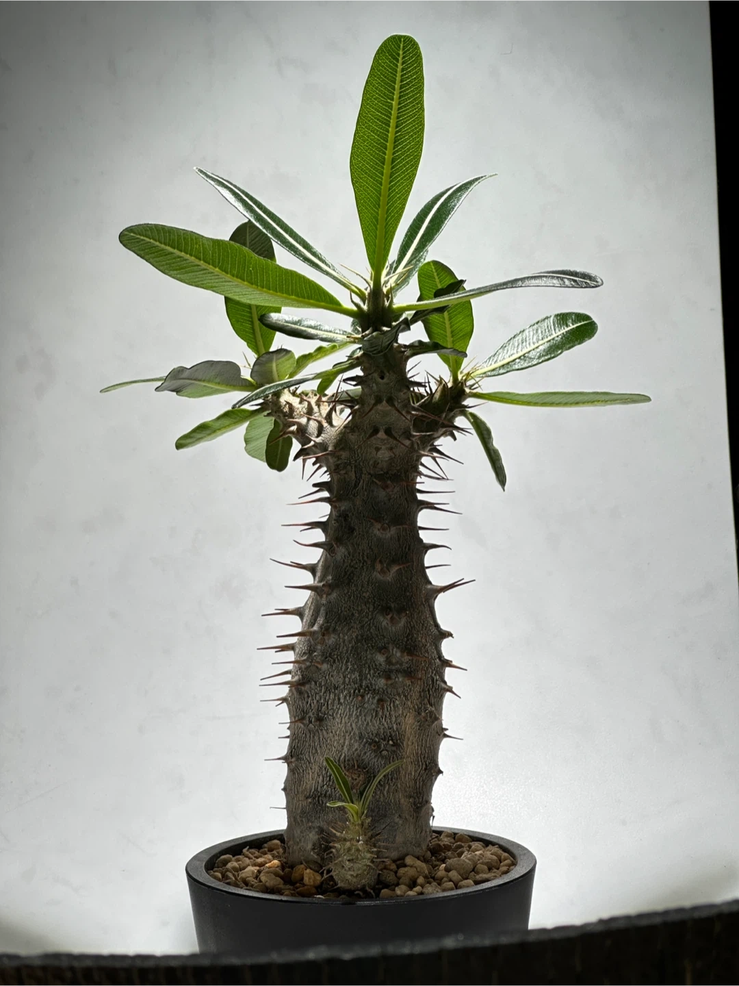 パキポディウム ロスラーツム 観葉植物の写真4枚目