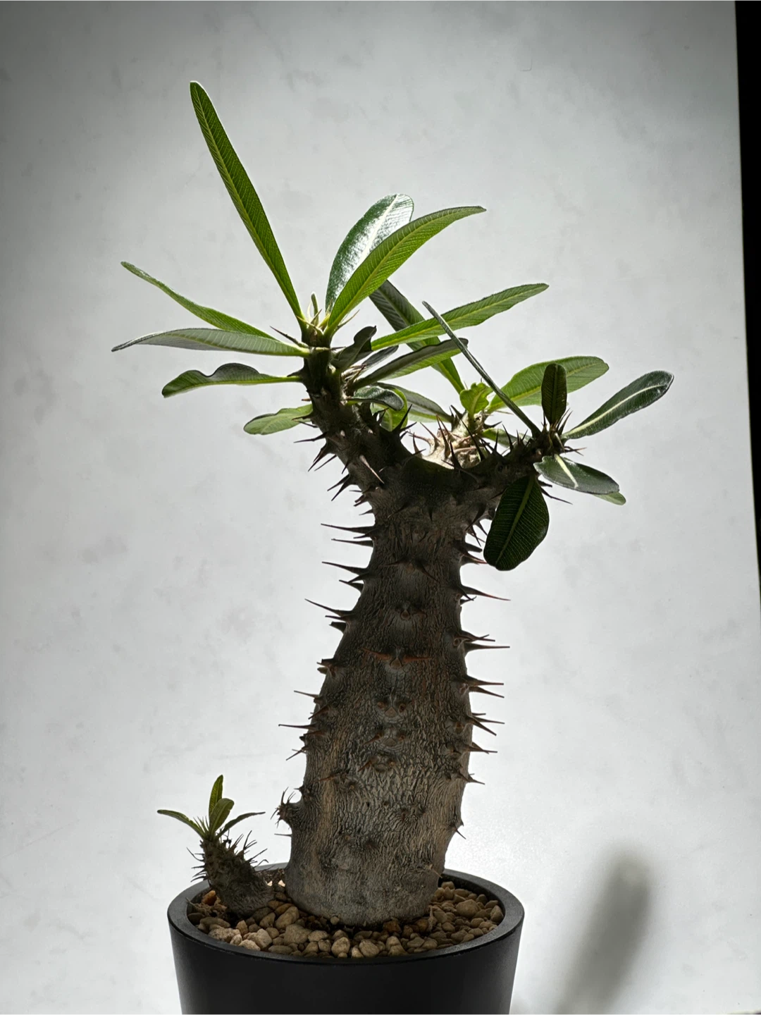パキポディウム ロスラーツム 観葉植物の写真5枚目