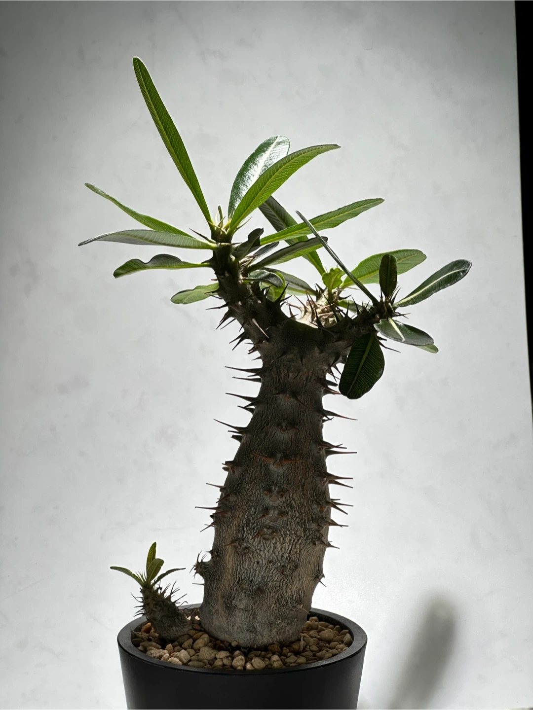パキポディウム ロスラーツム 観葉植物の写真5枚目