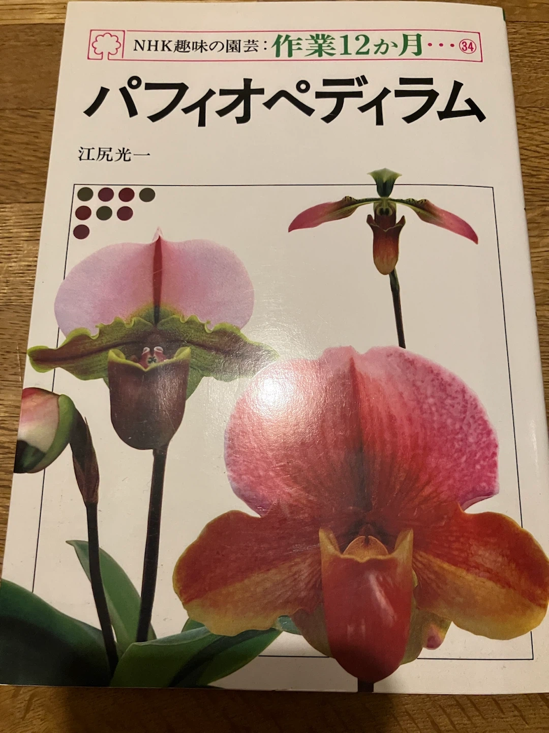 趣味の園芸 パフィオペディラム