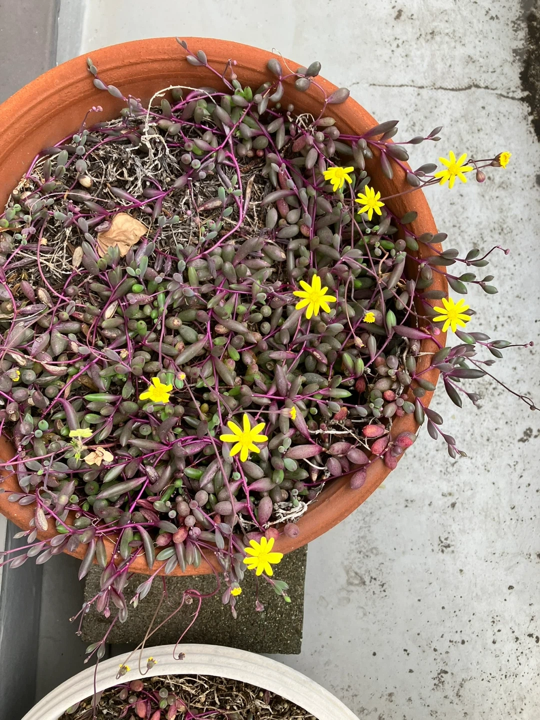 多肉植物 ルビーネックレス 鉢植え
