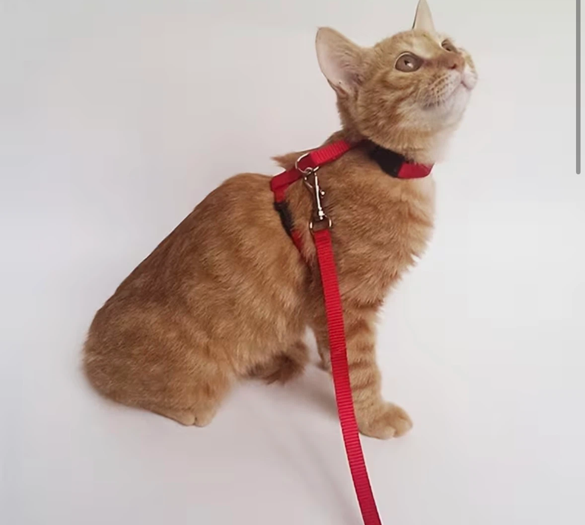 猫用ハーネス リード付き オレンジの写真2枚目