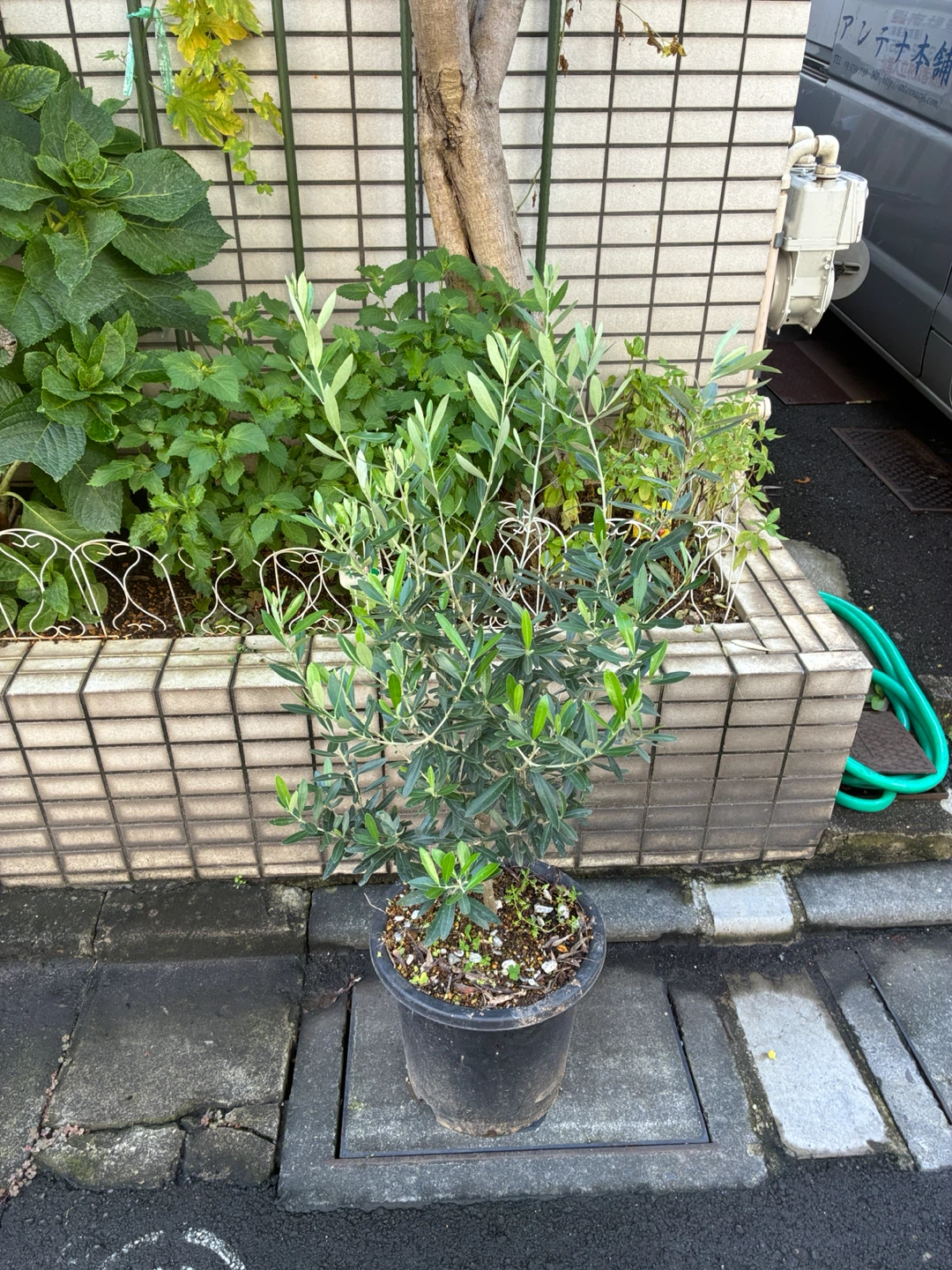 オリーブ(やまだまつこ様限定)