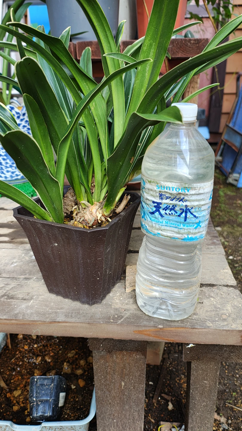 縁起物 万年青 おもと