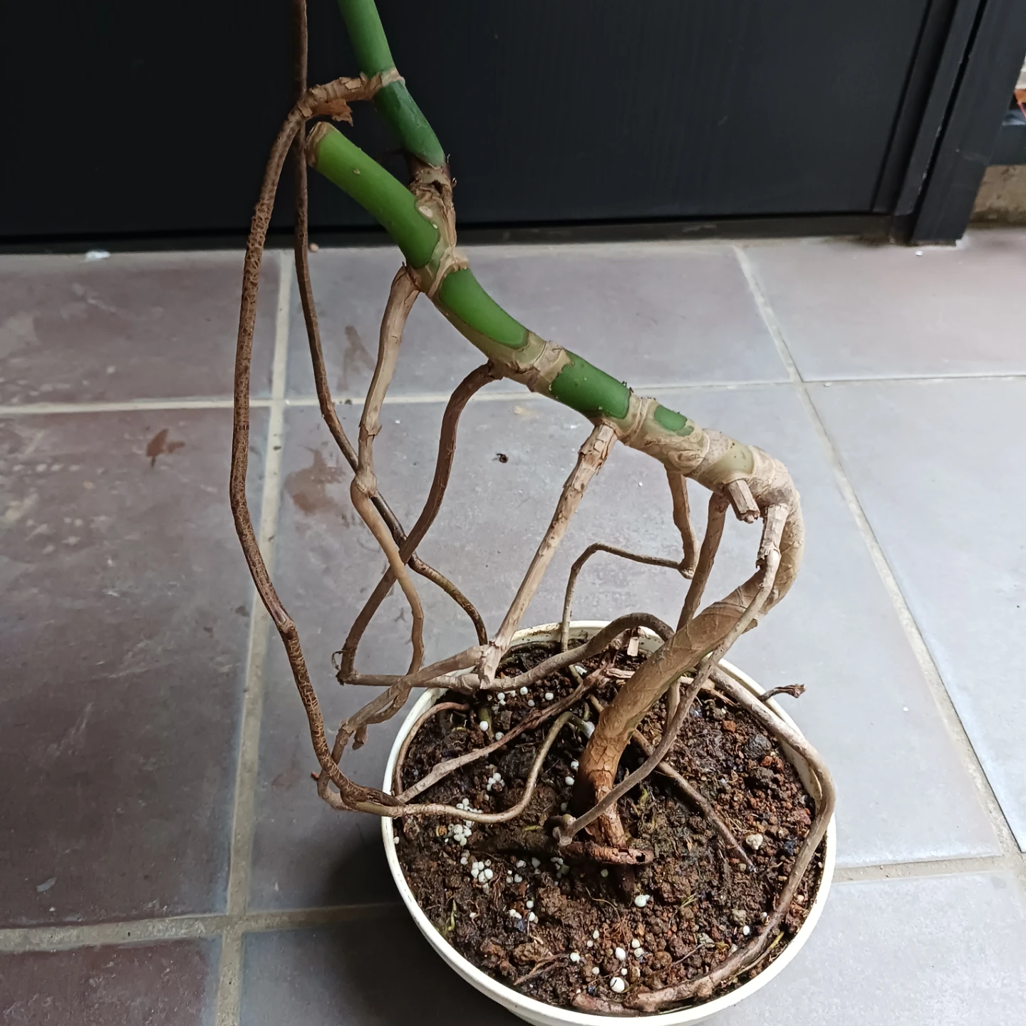 まとめ買い対象★モンステラ　5号　観葉植物の写真5枚目