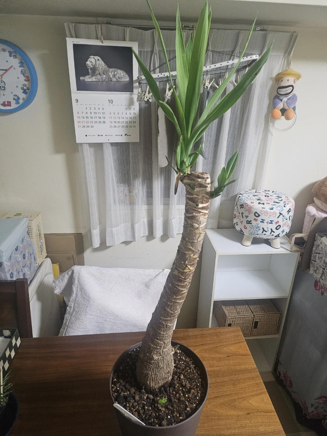 ◽ユッカ◽エレファンティペス◽観葉植物◽極太幹
