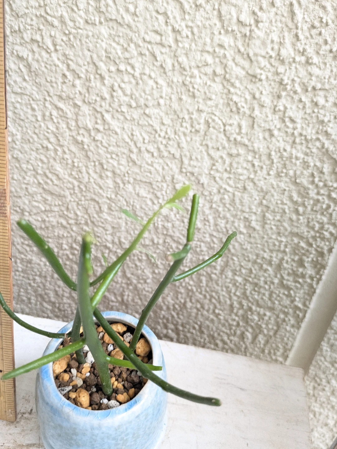 観葉植物 ミルクブッシュ 鉢植えの写真2枚目
