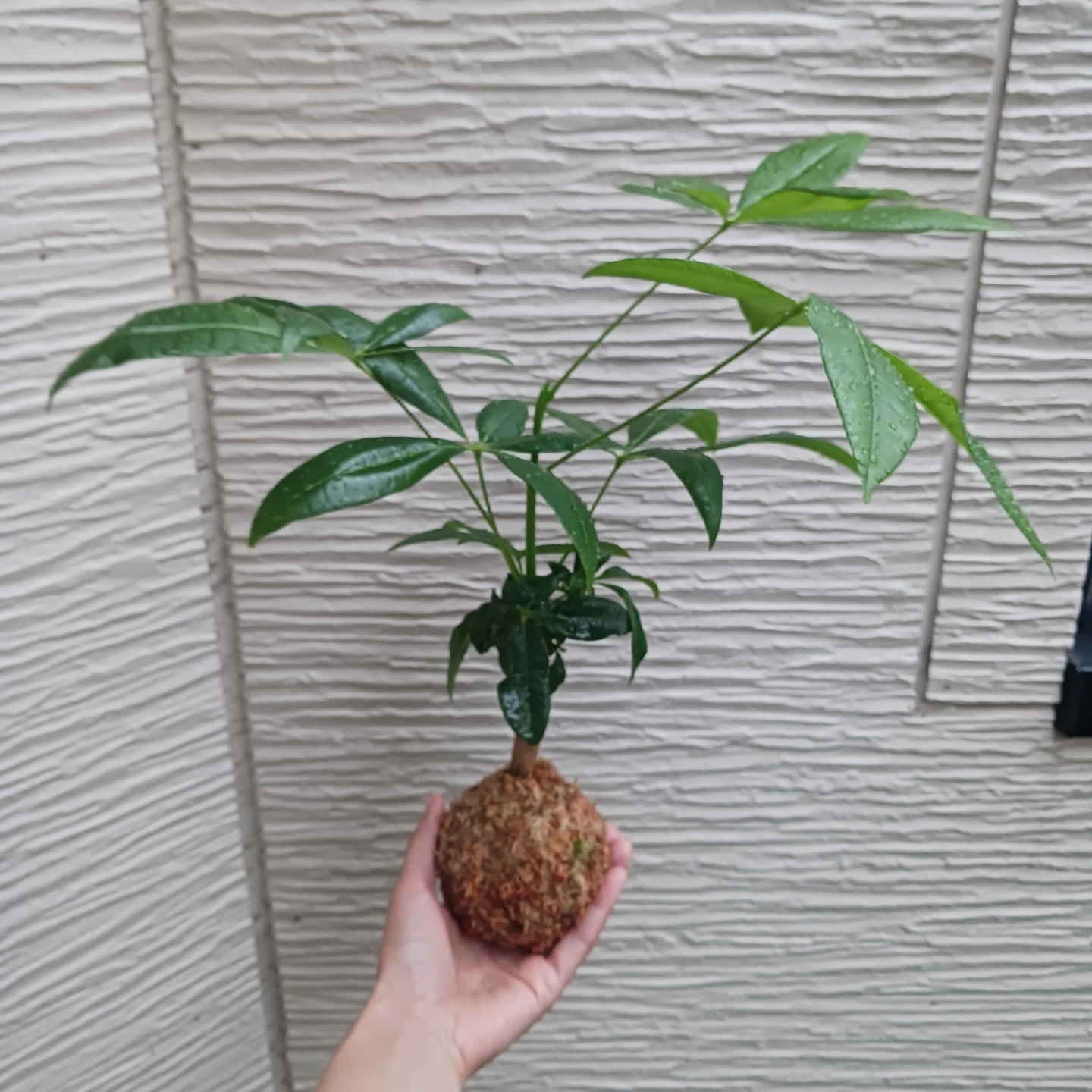 苔玉★パキラ　観葉植物の写真2枚目