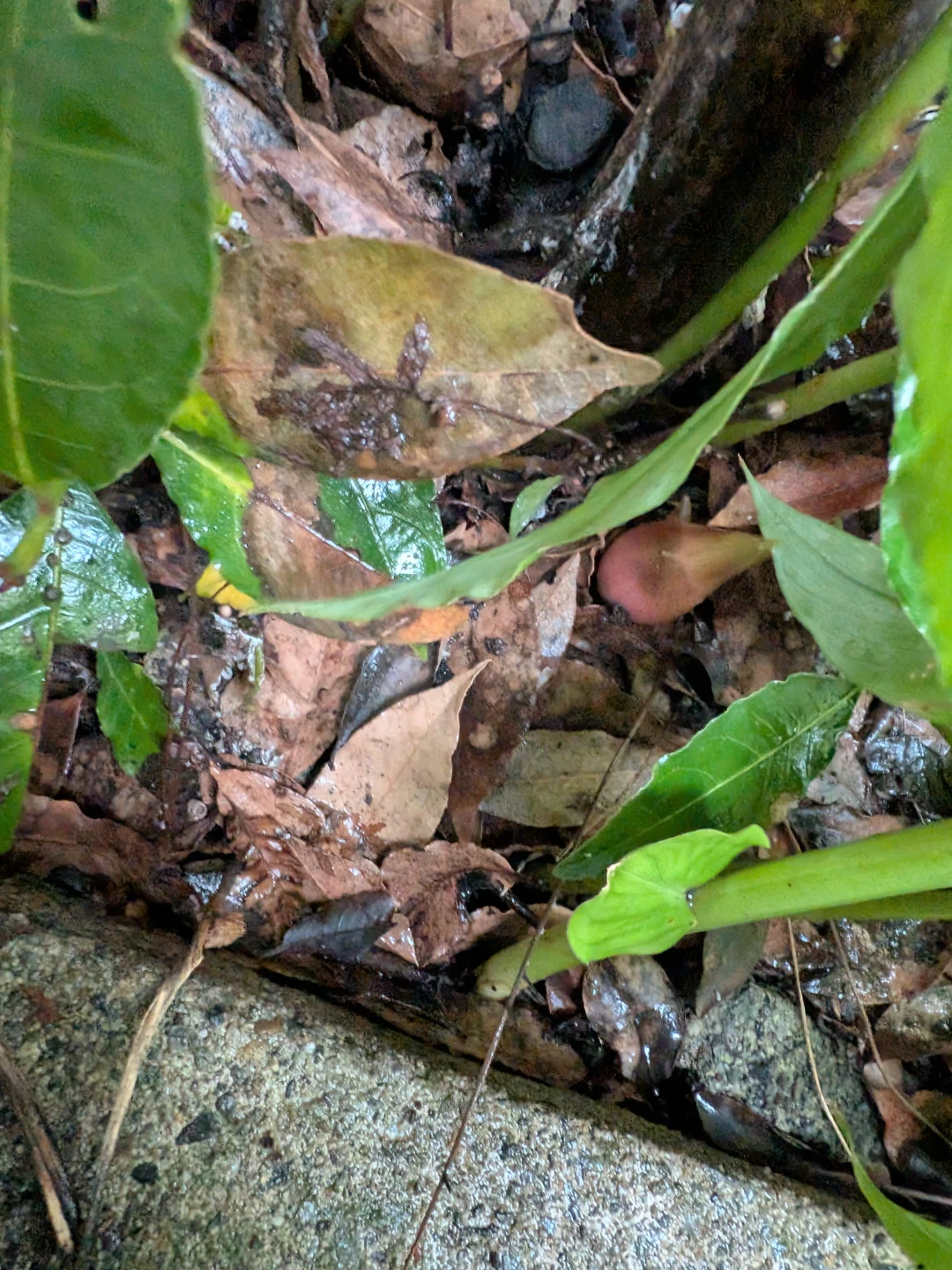 茗荷（ミョウガ） 収穫用 栽培品の写真2枚目