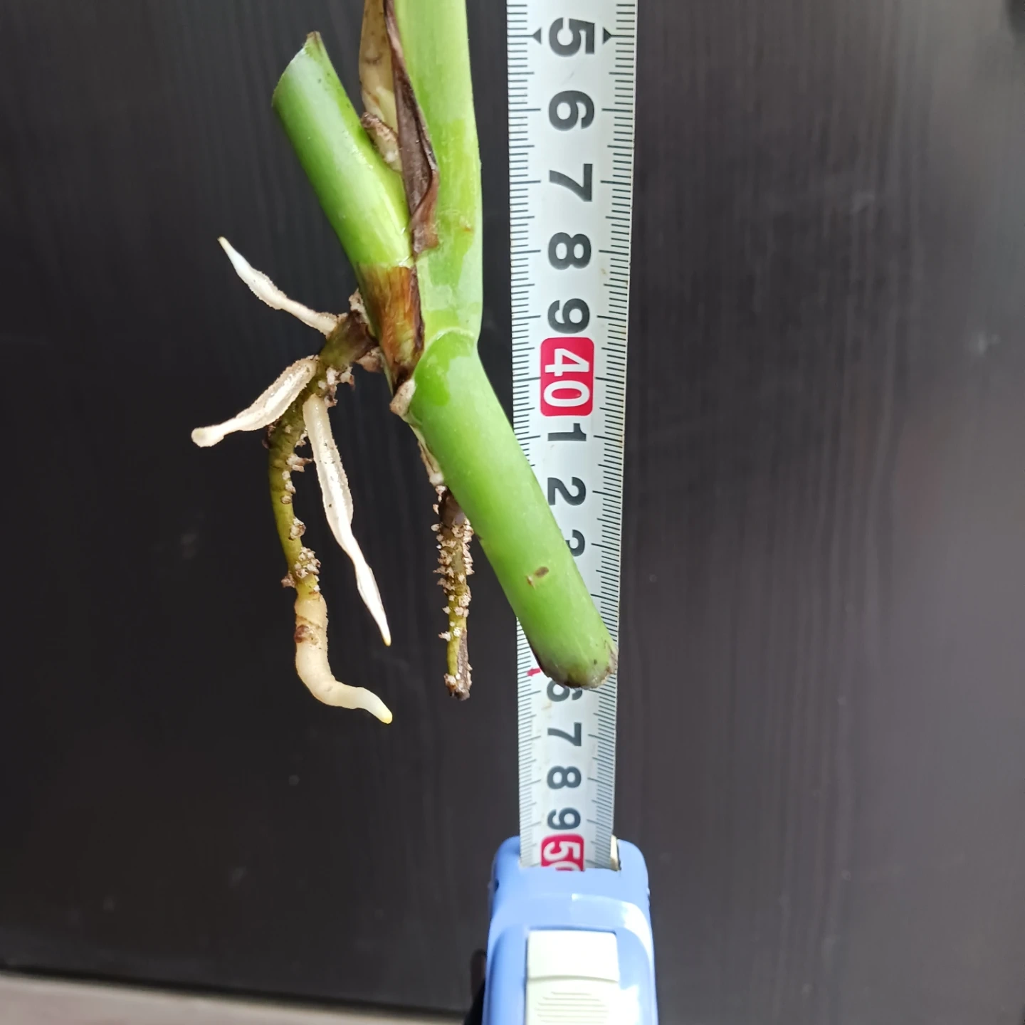 2 モンステラ 発根済み 挿し木 水耕栽培の写真10枚目