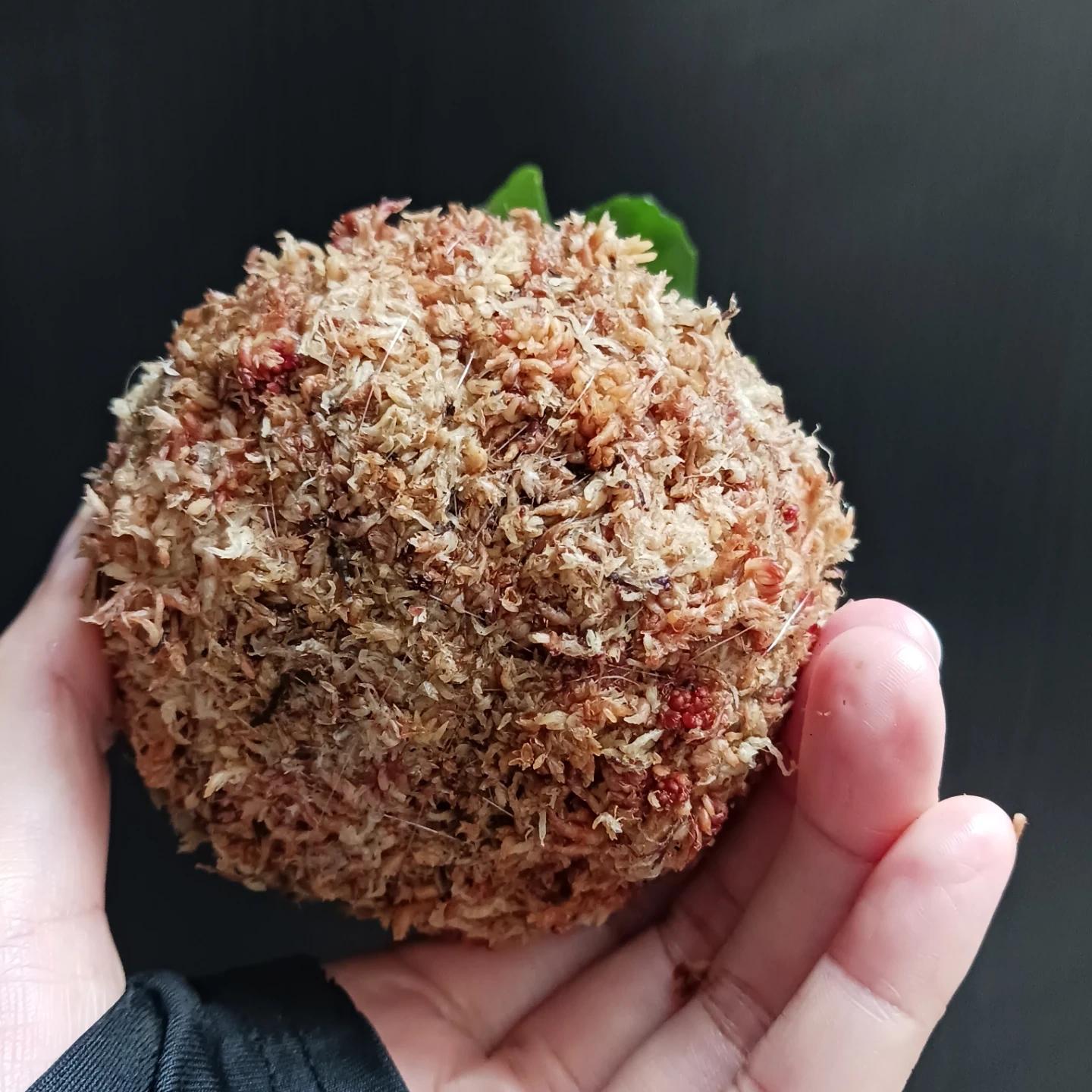 苔玉 ピレア アルミニウムプランツ 観葉植物の写真7枚目