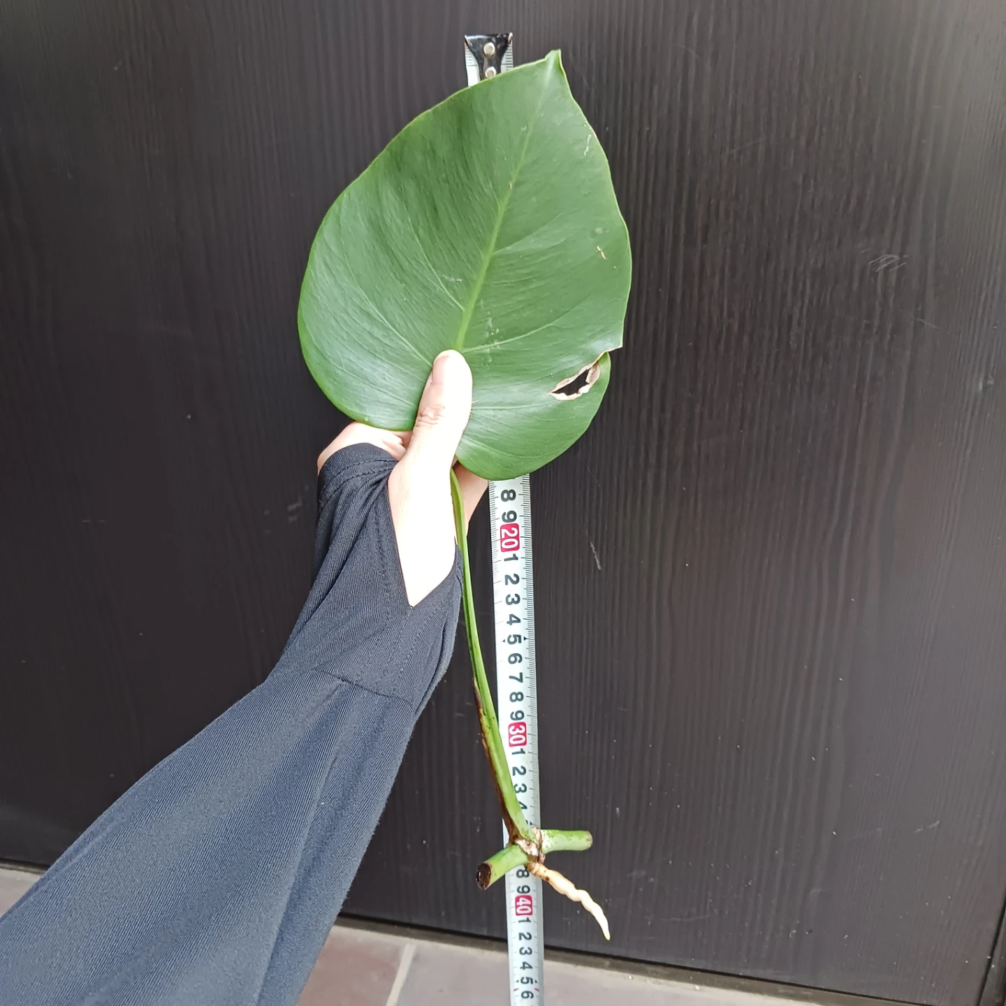 3 モンステラ　カット苗　発根済み　挿し木　水耕栽培の写真8枚目