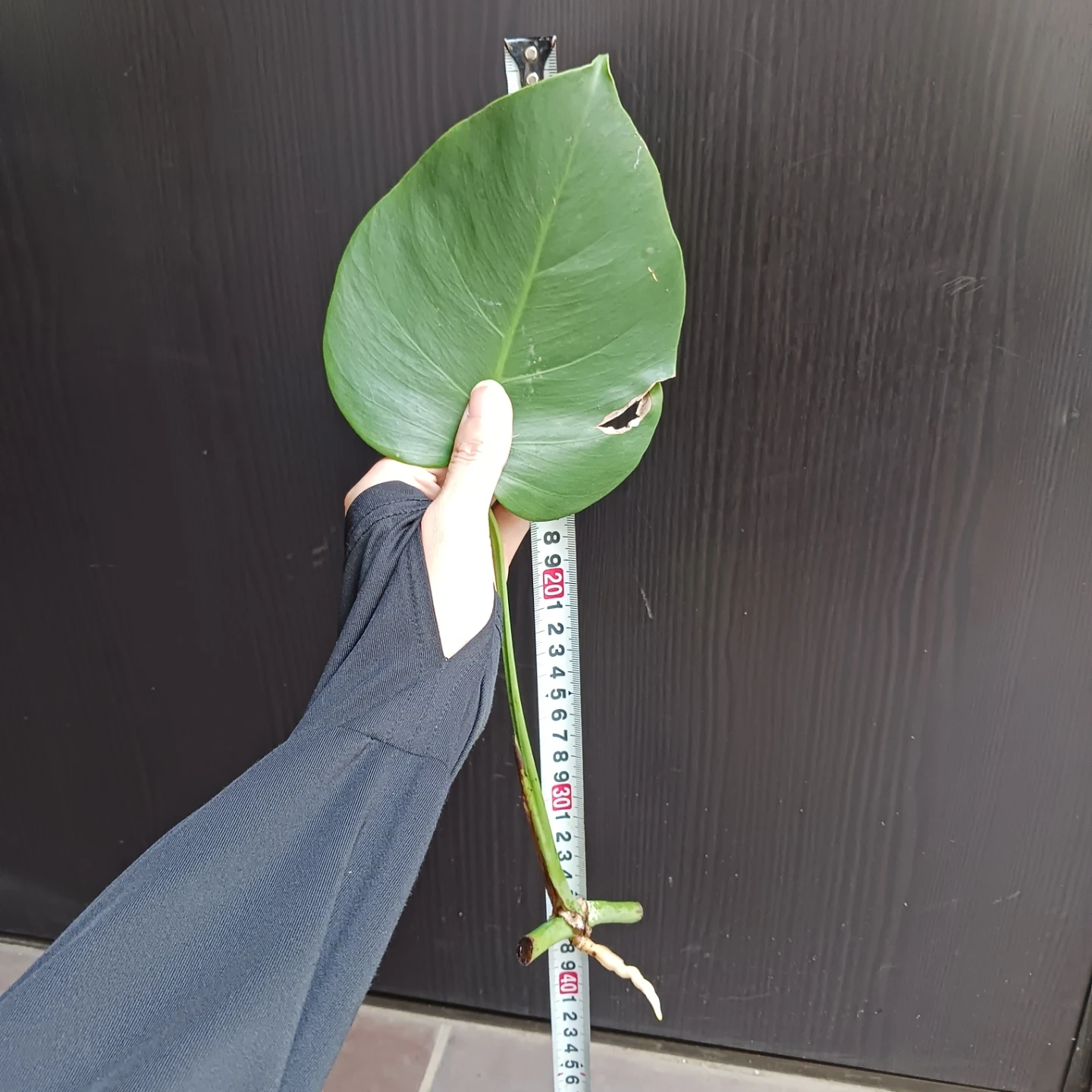 3 モンステラ カット苗 発根済み 挿し木 水耕栽培の写真8枚目
