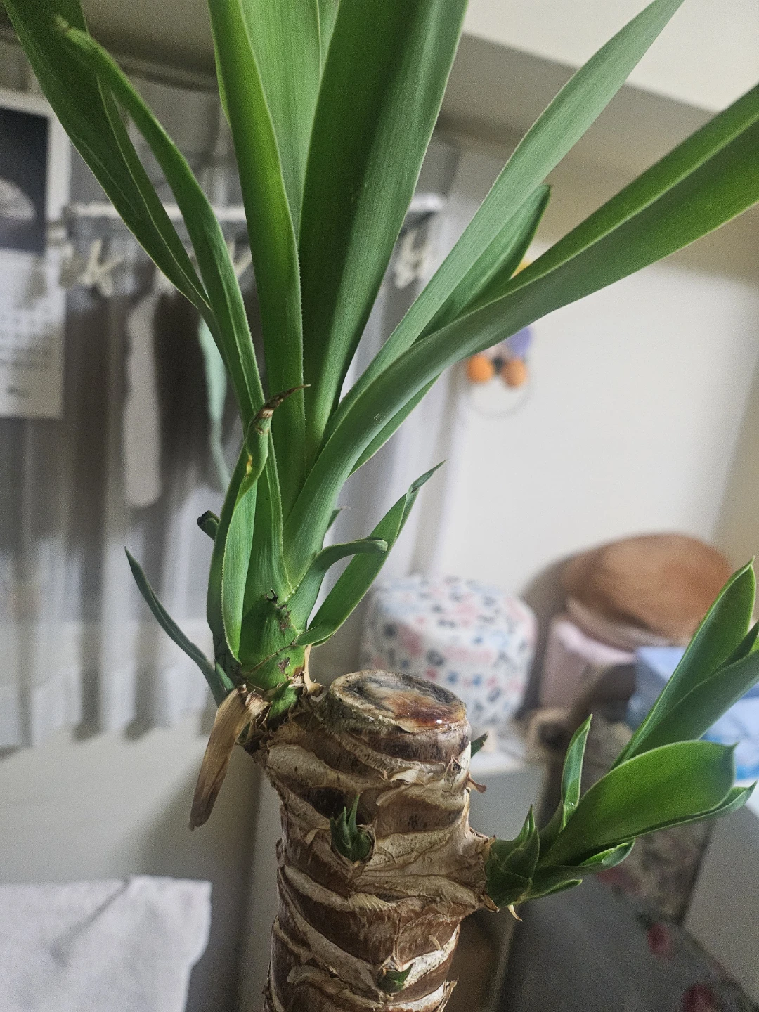 ◽ユッカ◽エレファンティペス◽観葉植物◽極太幹の写真5枚目