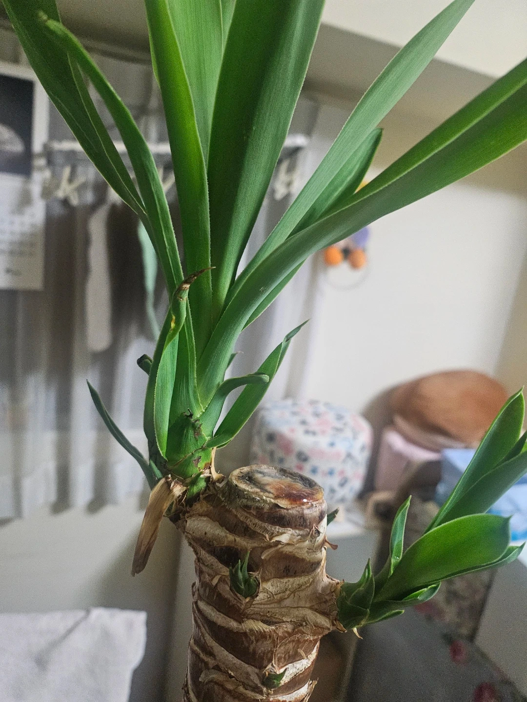◽ユッカ◽エレファンティペス◽観葉植物◽極太幹の写真5枚目