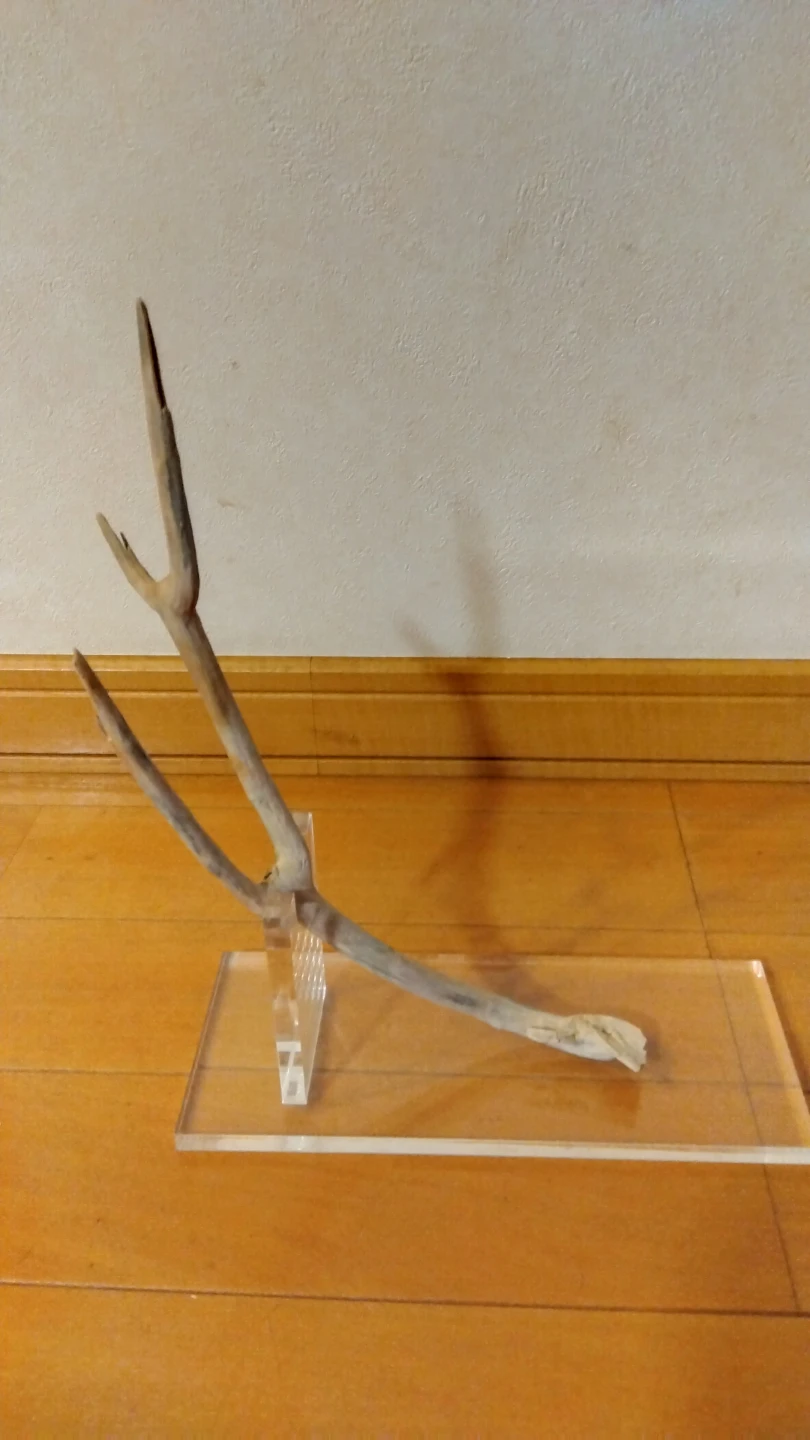 流木