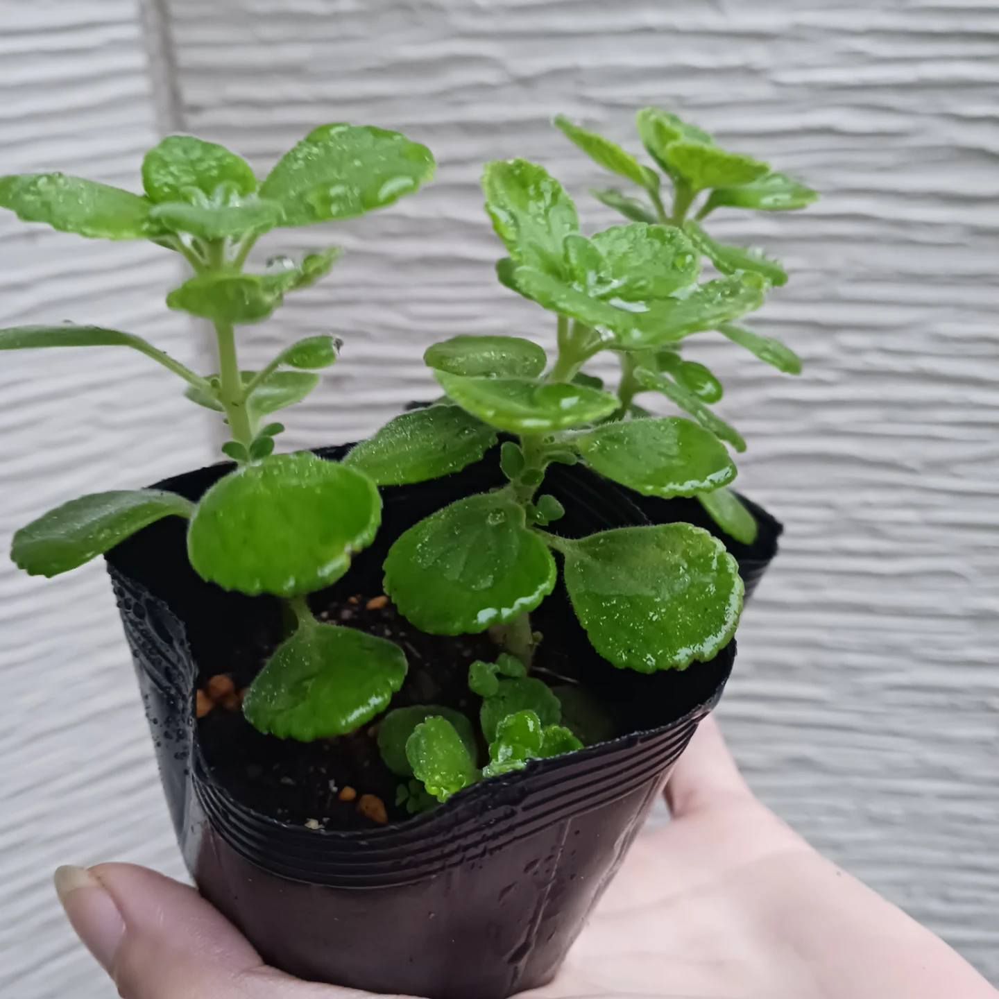 ハーブ★アロマティカス　2.5号　観葉植物　蚊除けの写真2枚目