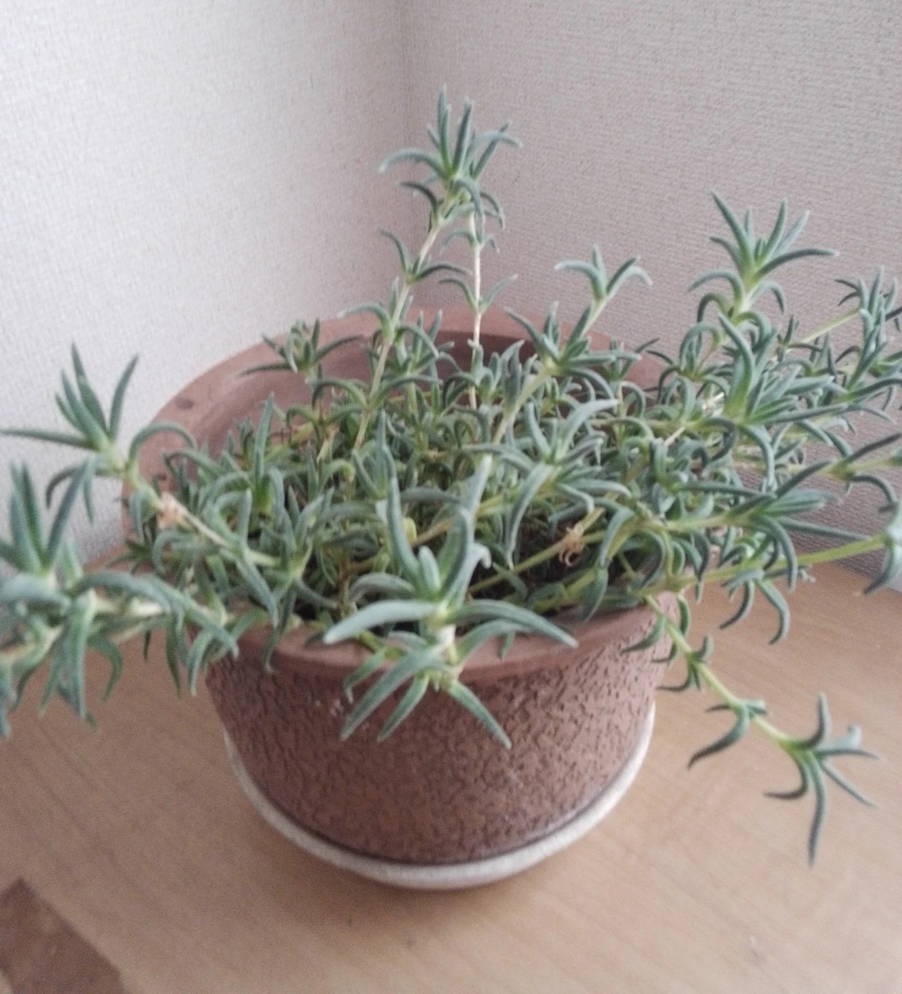 多肉植物