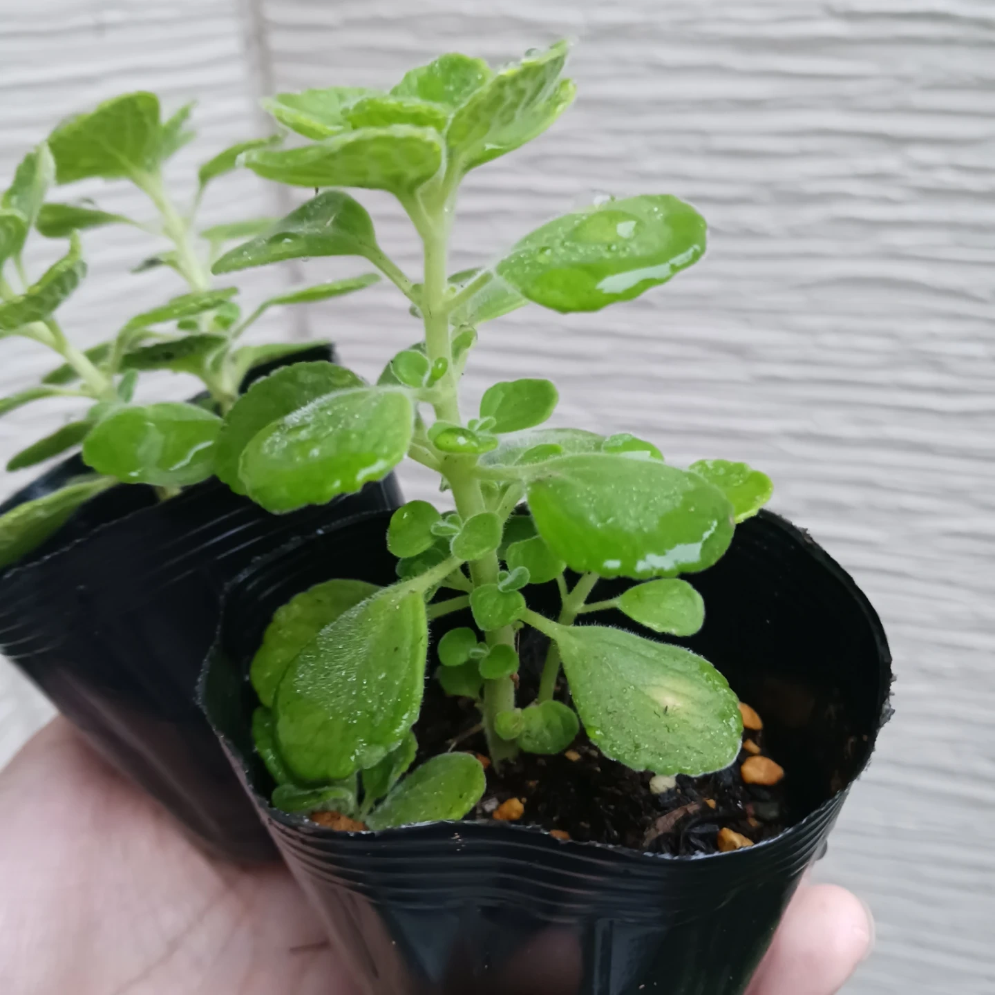 ハーブ★アロマティカス 2.5号 観葉植物 蚊除けの写真3枚目