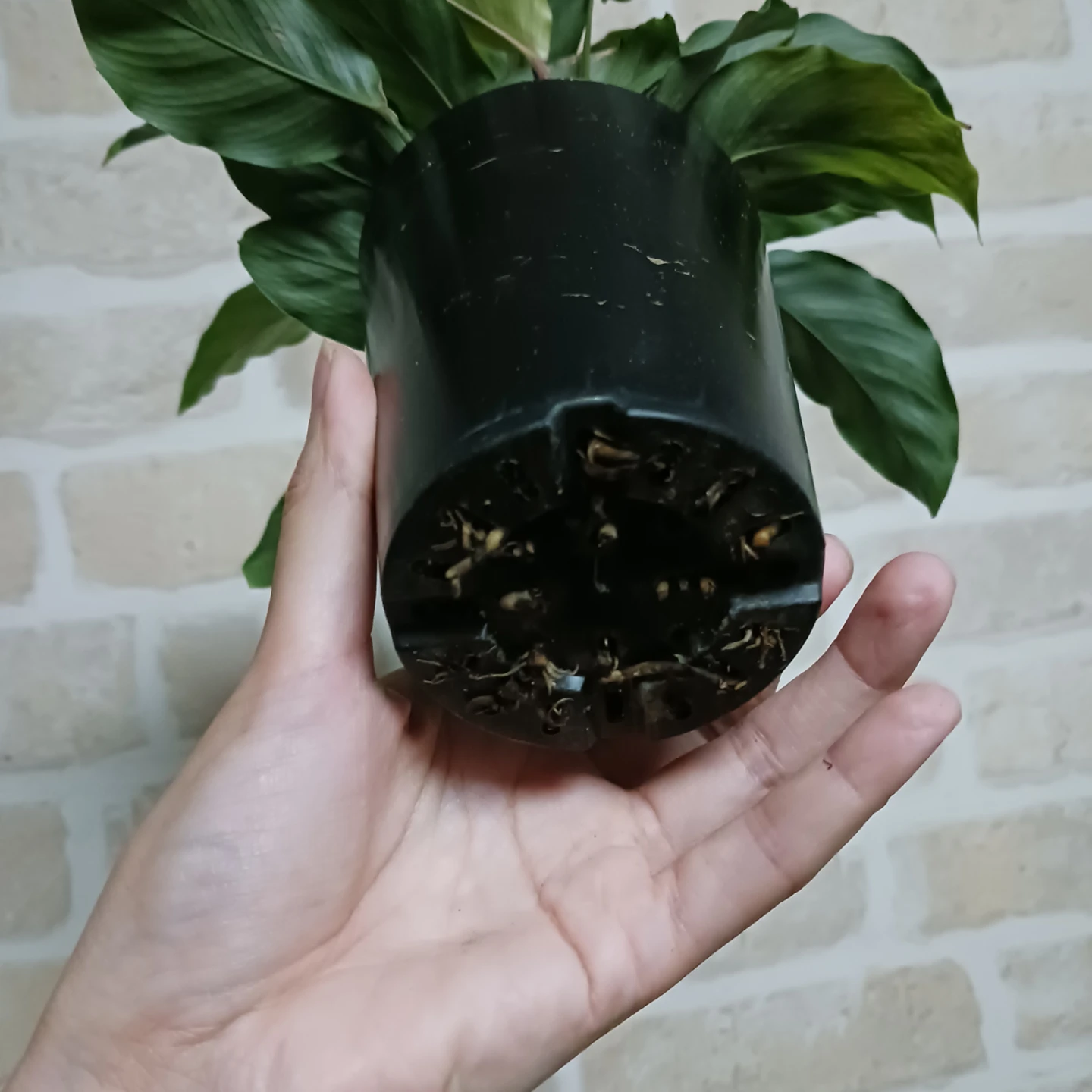 カラテア　フレディ　3号ロング　硬質ポット　観葉植物の写真3枚目