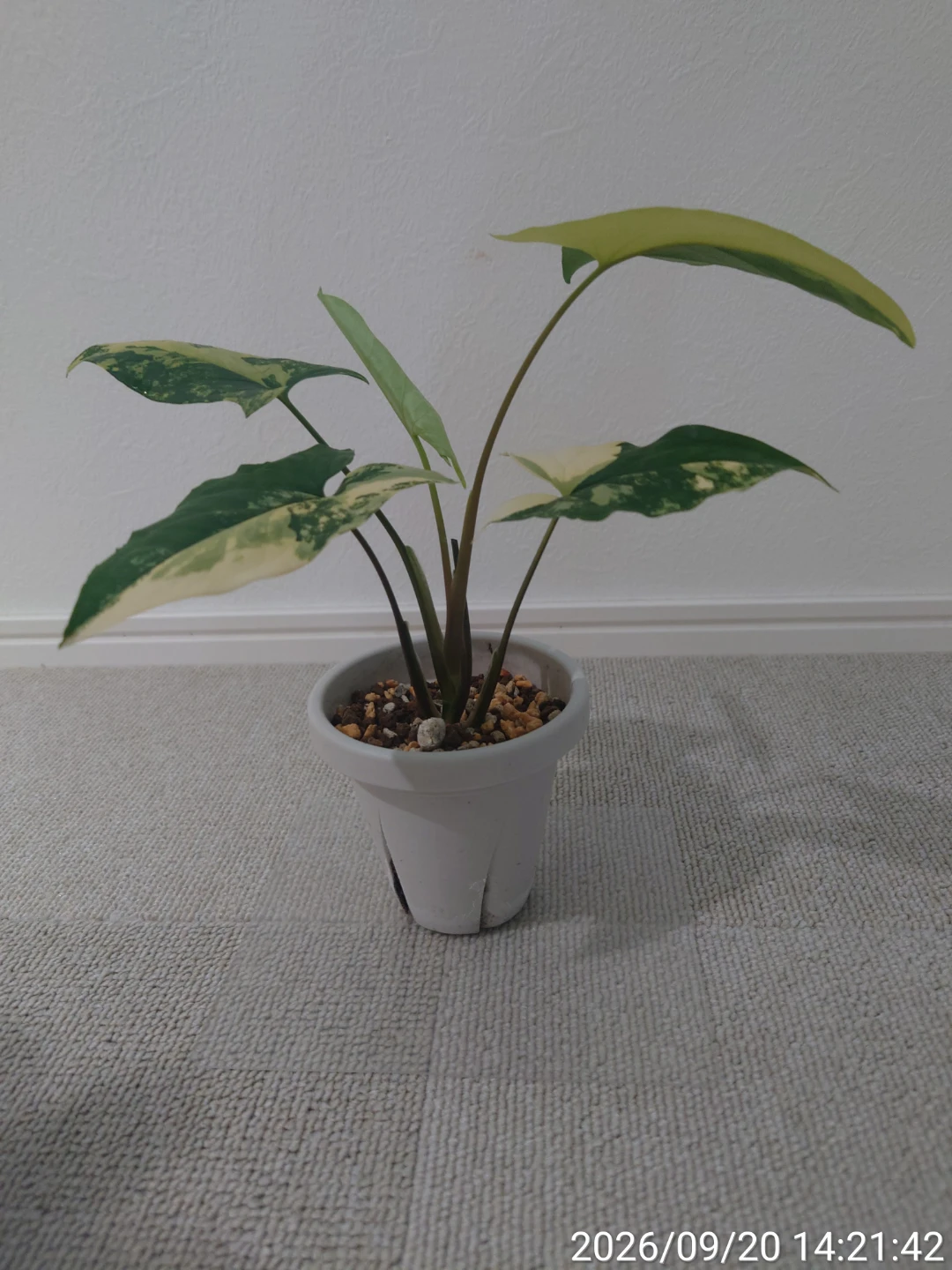 シンゴニウム カルフォルニアゴールド 観葉植物の写真4枚目