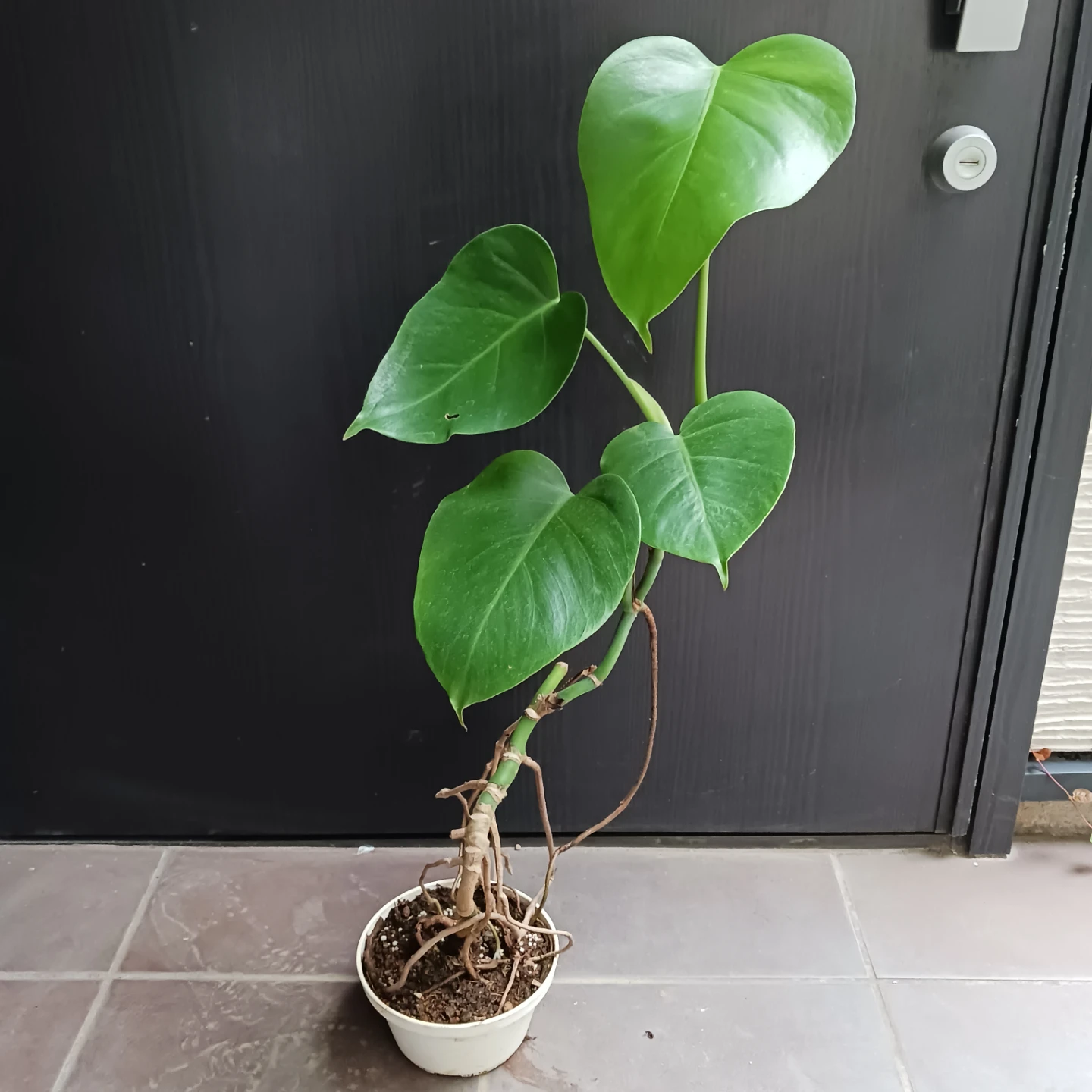 まとめ買い対象★モンステラ　5号　観葉植物