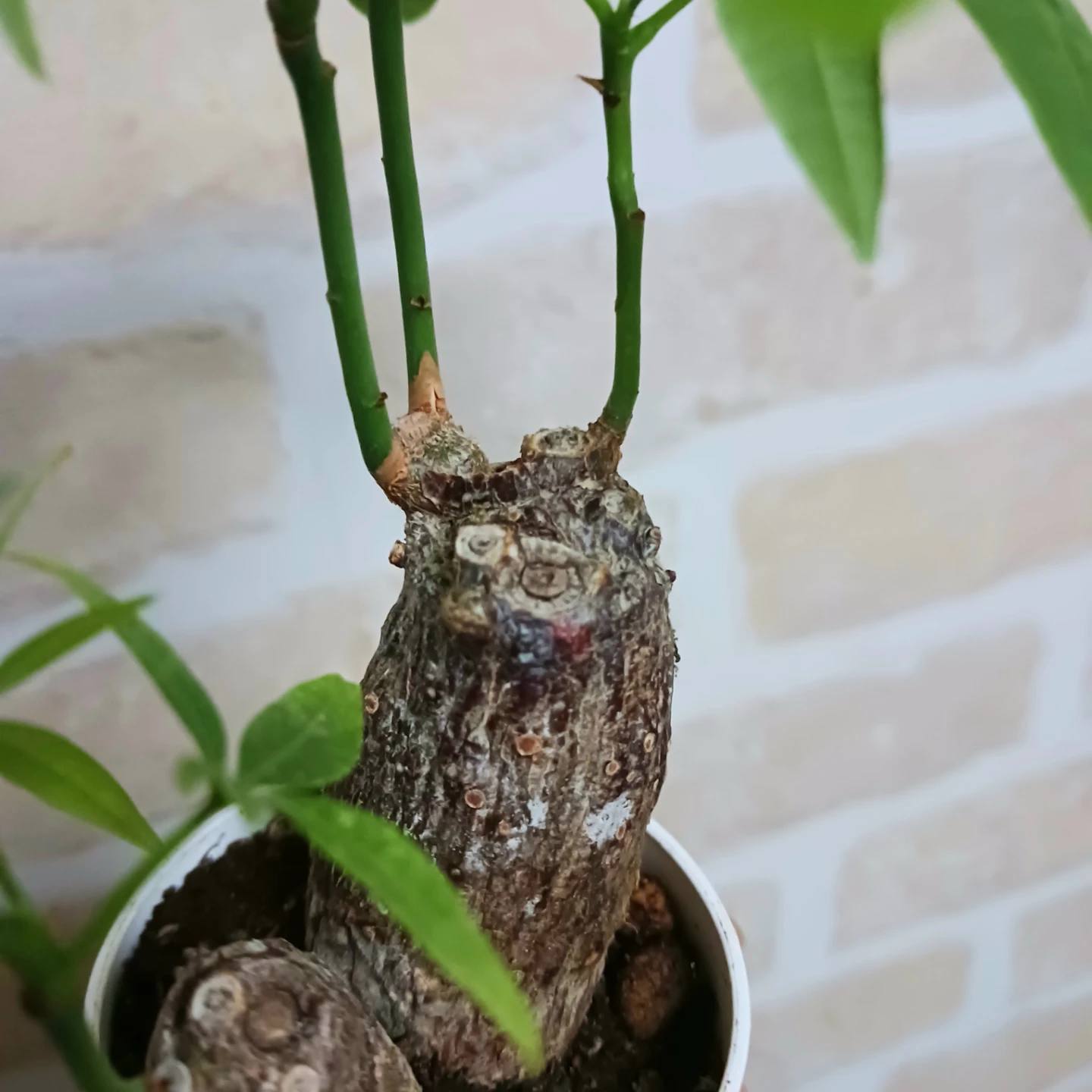 ぷっくり太幹 パキラ　2号　観葉植物　ミニの写真10枚目