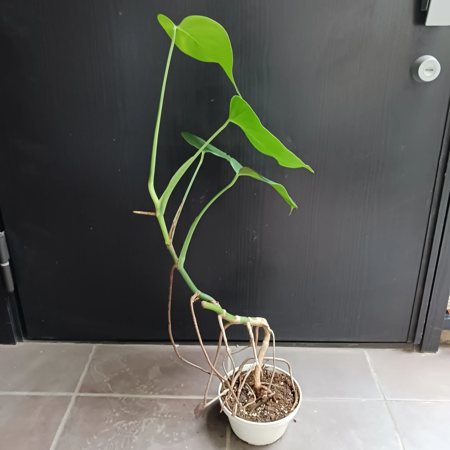 まとめ買い対象★モンステラ 5号 観葉植物の写真3枚目