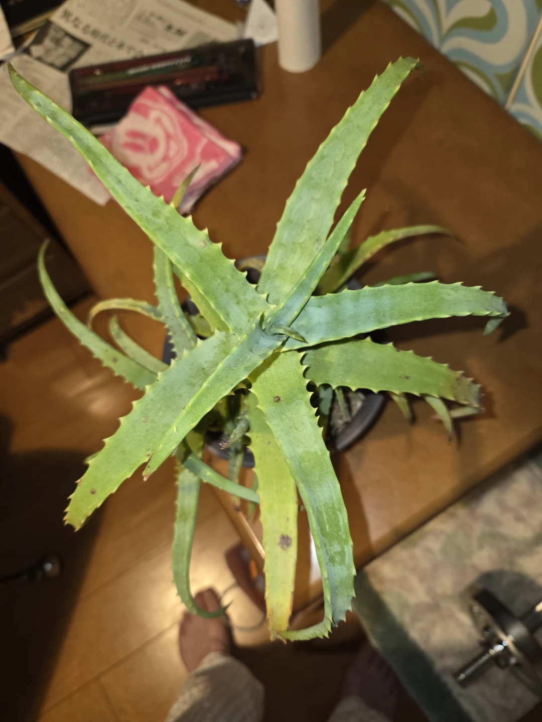 アロエ 観葉植物 鉢植え