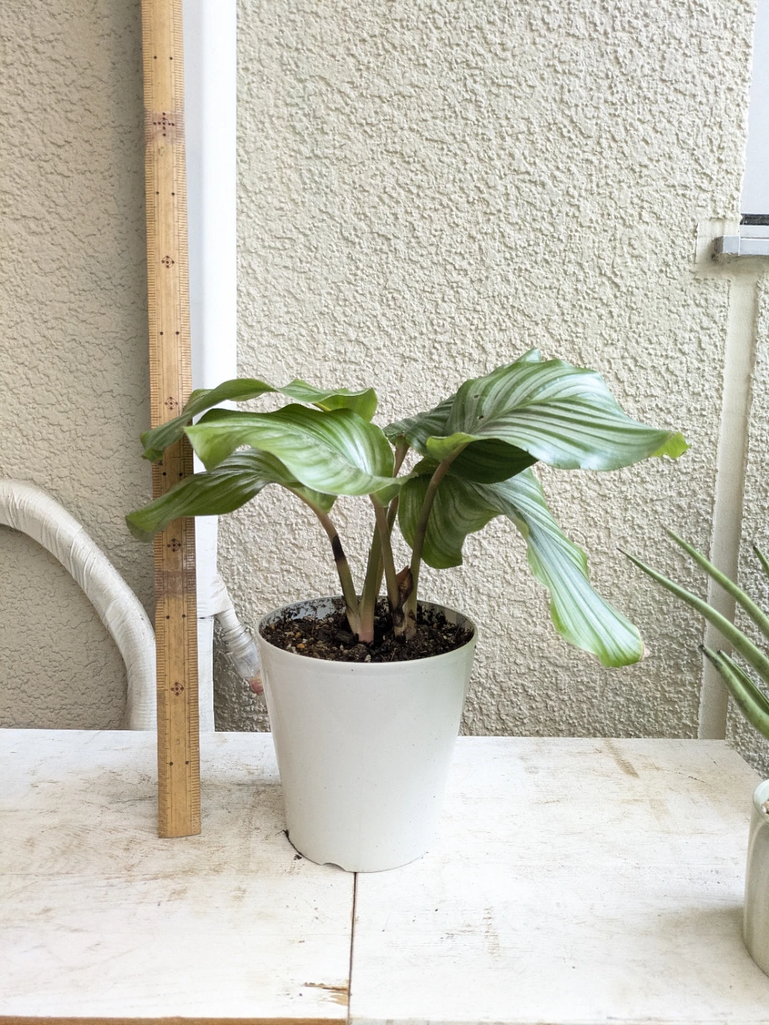 観葉植物 カラテア・オービフォリア 白プラ鉢