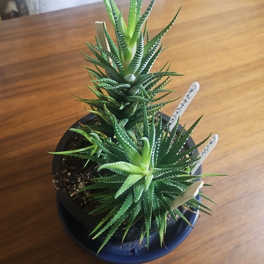 ◽ハオルチア◽ 十二の巻 ◽2株寄せ植えの写真5枚目