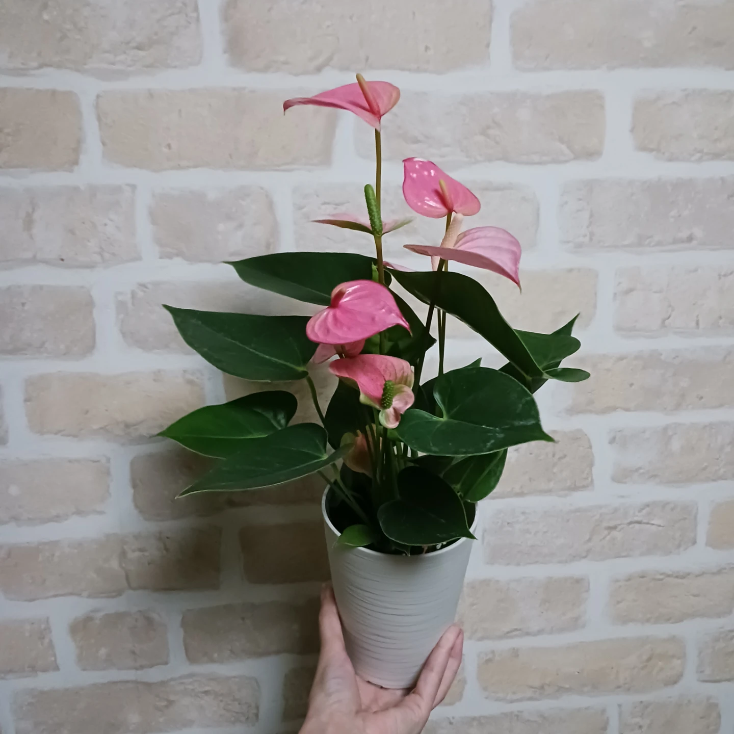 アンスリウム　ロイヤルピンクチャンピョン　4号　観葉植物