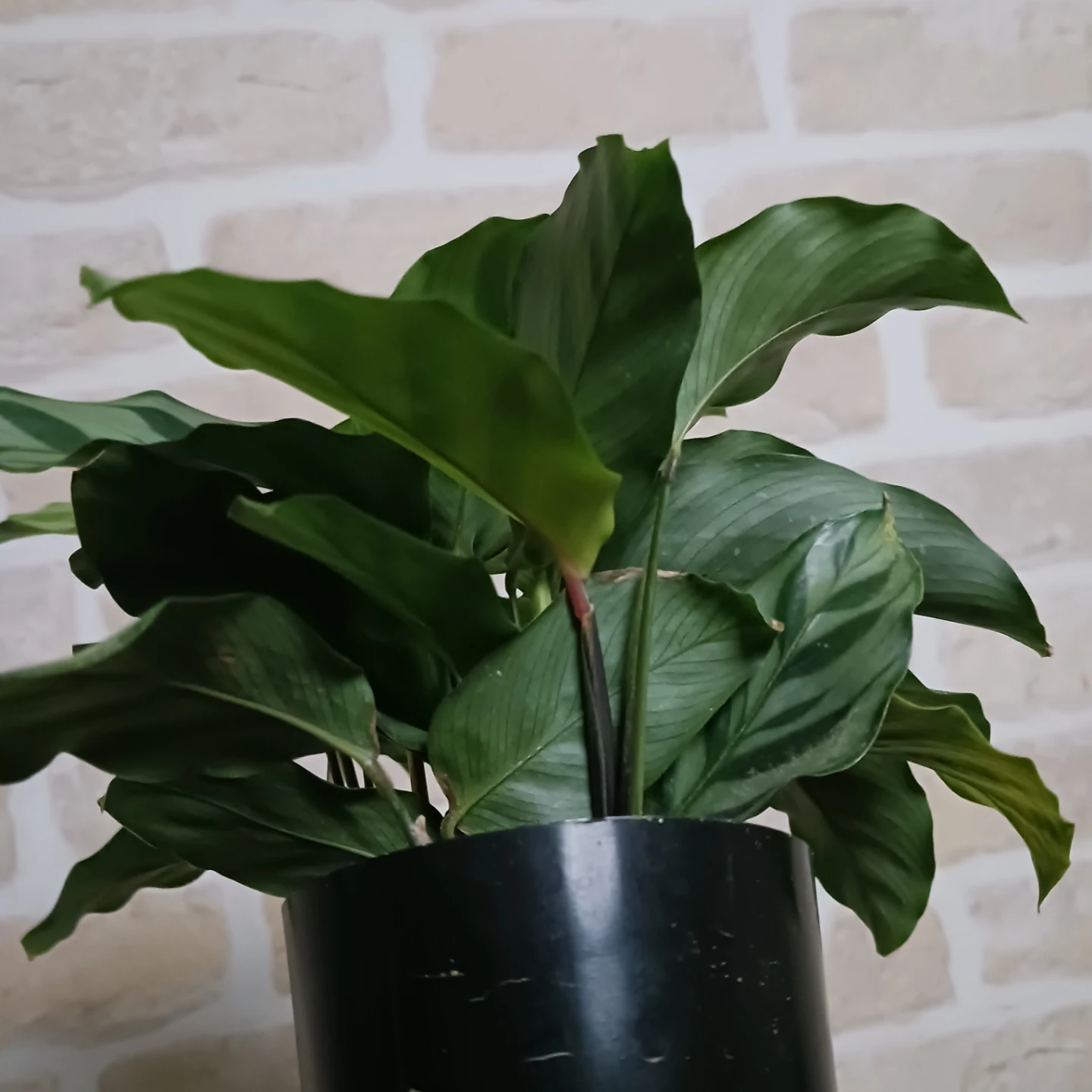 カラテア　フレディ　3号ロング　硬質ポット　観葉植物の写真2枚目