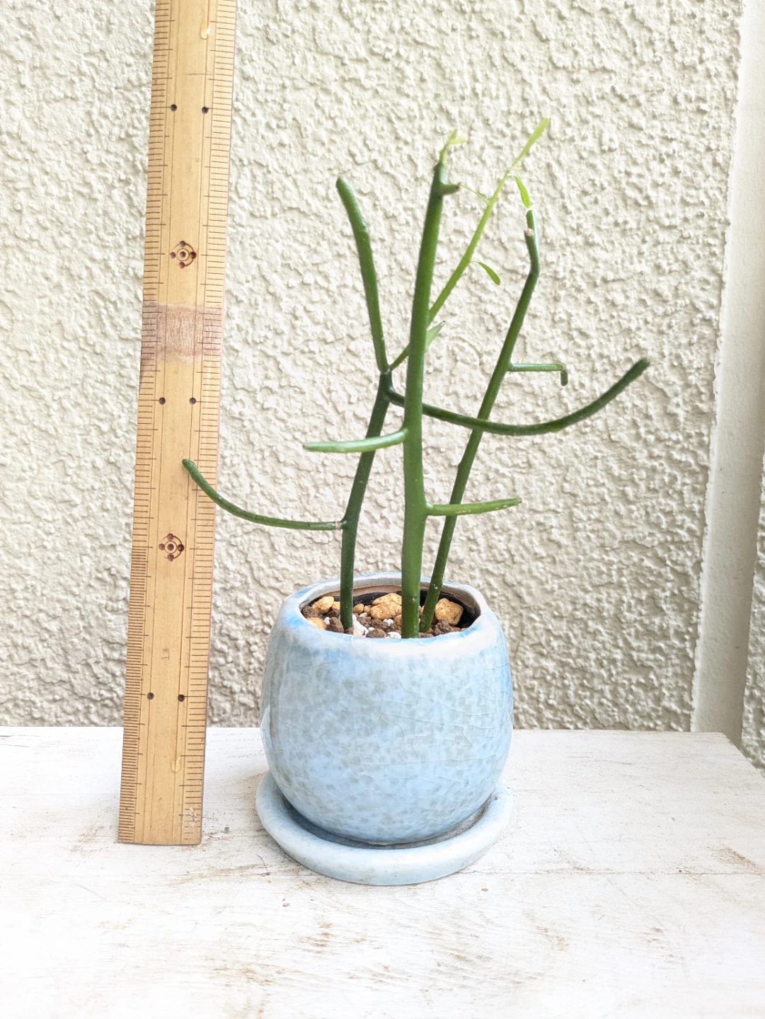 観葉植物 ミルクブッシュ 鉢植え
