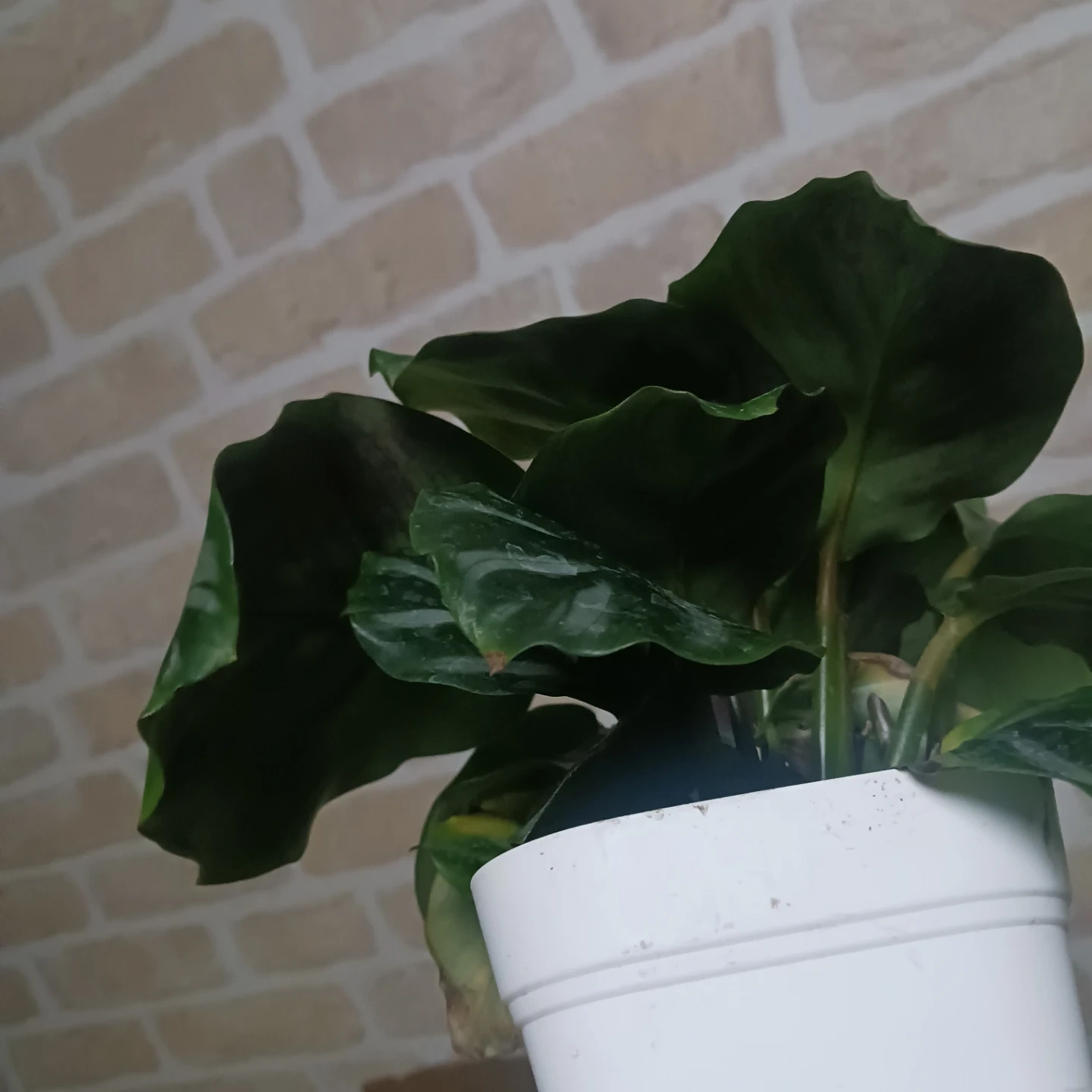 カラテア ベサール 4号 観葉植物の写真4枚目