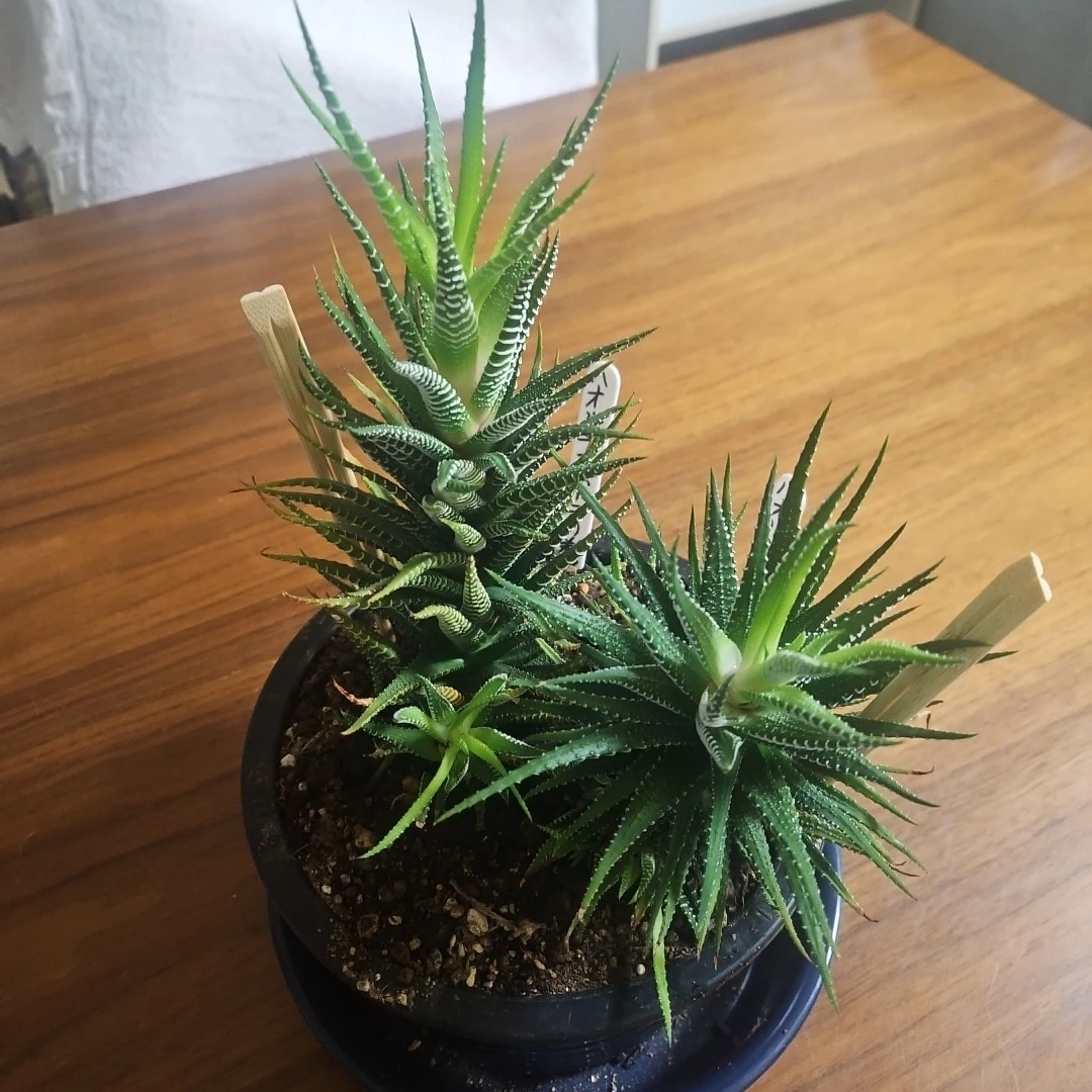 ◽ハオルチア◽ 十二の巻 ◽2株寄せ植え