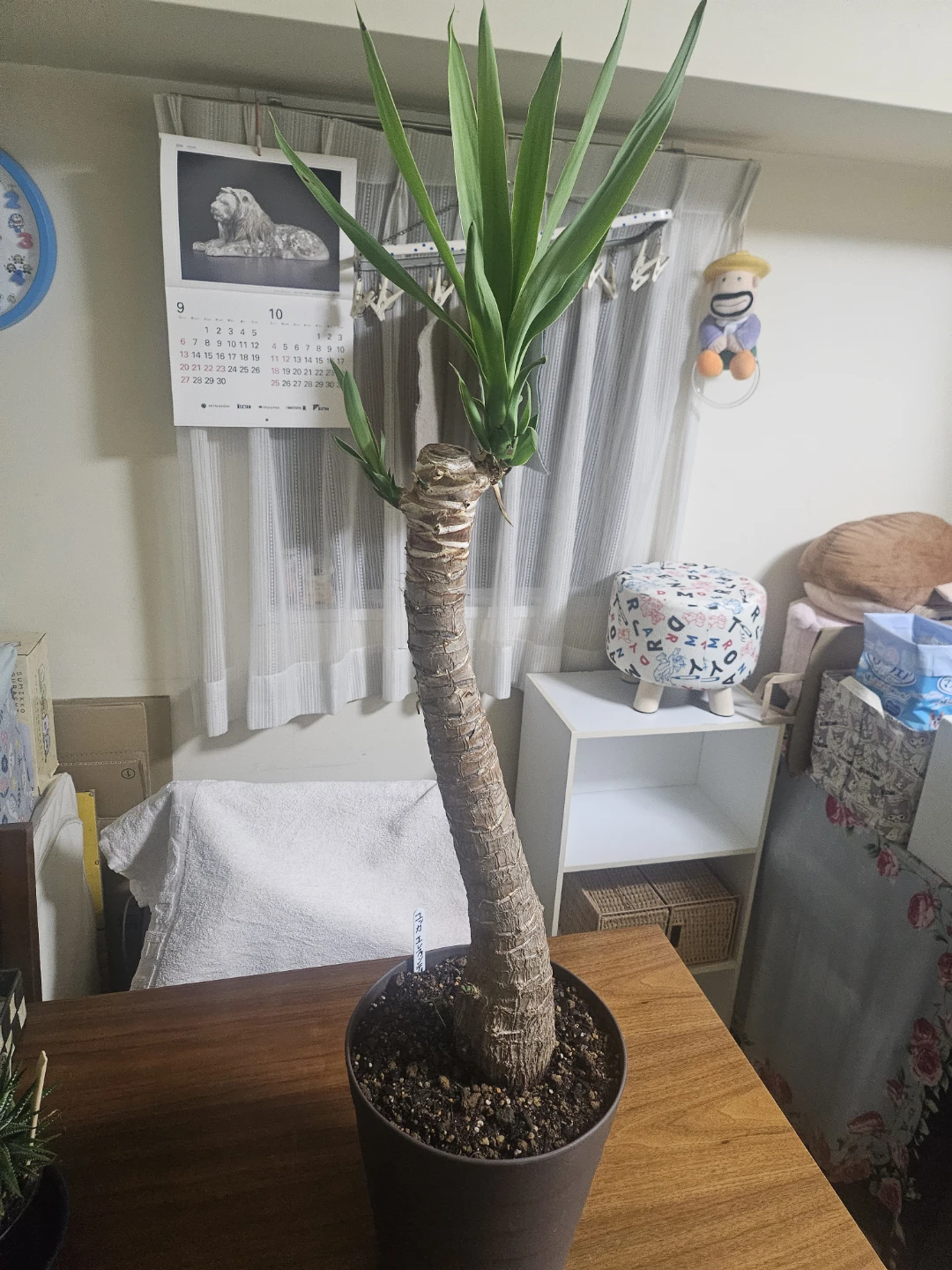 ◽ユッカ◽エレファンティペス◽観葉植物◽極太幹の写真7枚目