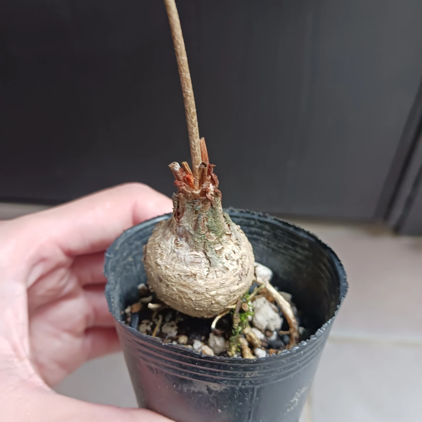 ザミアフロリダーナ　2号　観葉植物　インテグリフォリアの写真7枚目