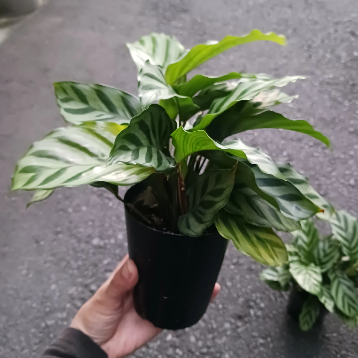 カラテア　フレディ　3号ロング　硬質ポット　観葉植物の写真8枚目
