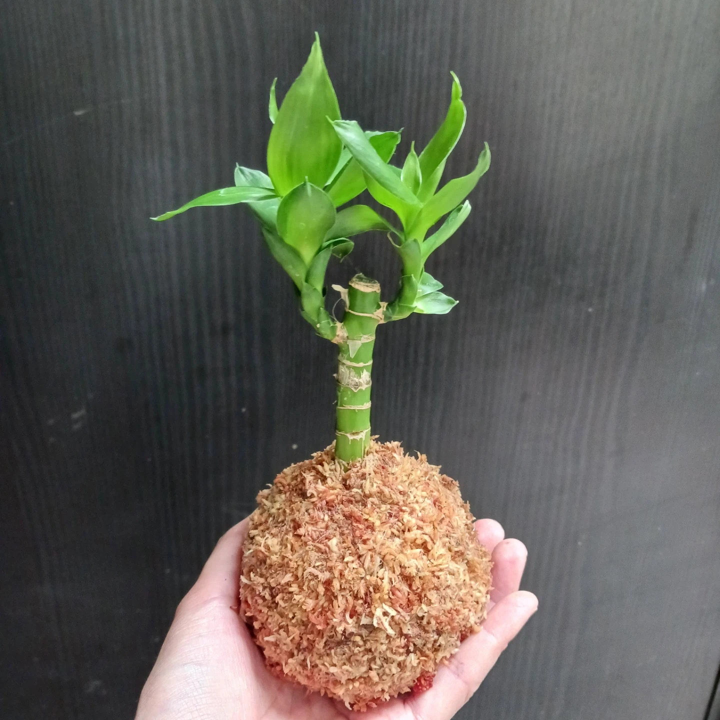 苔玉 キングバンブー 観葉植物 ドラセナの写真3枚目