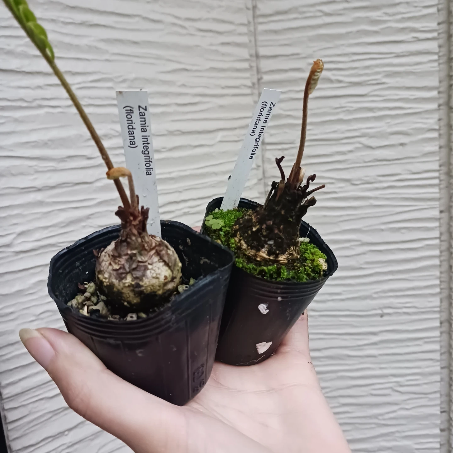 ザミアフロリダーナ 2号 観葉植物 インテグリフォリアの写真3枚目