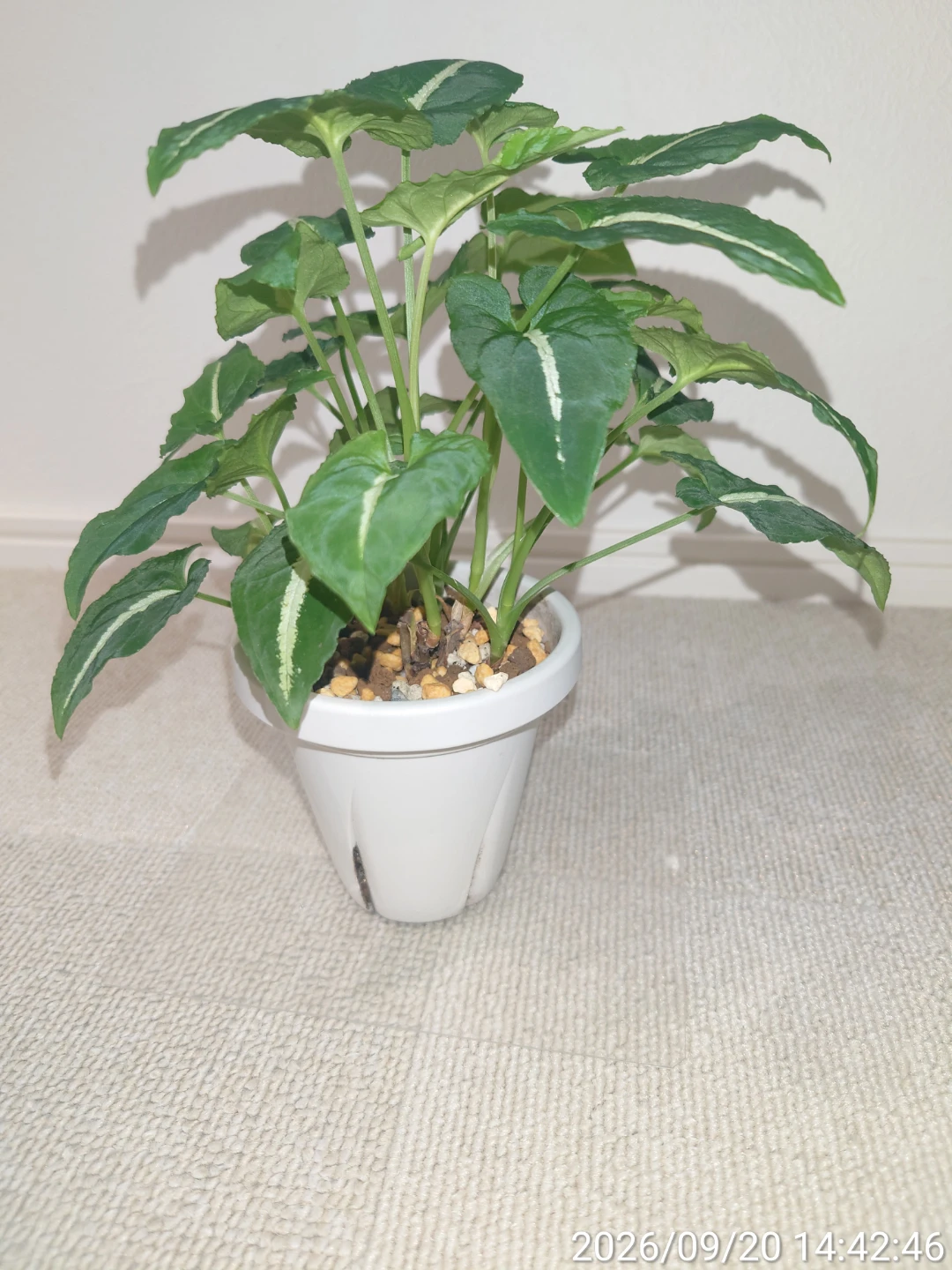 シンゴニウム グリーンベルベット 観葉植物 白鉢付きの写真3枚目