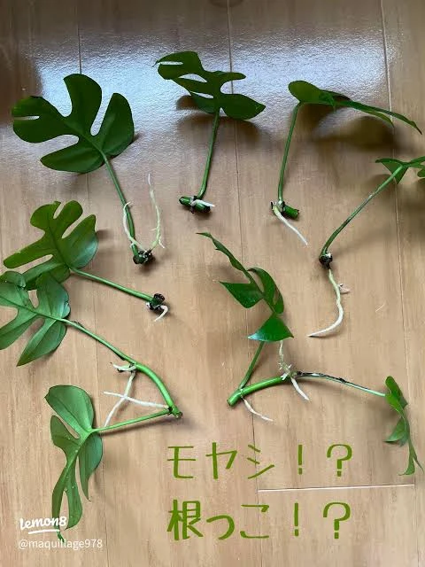 ヒメモンステラ 観葉植物の写真9枚目