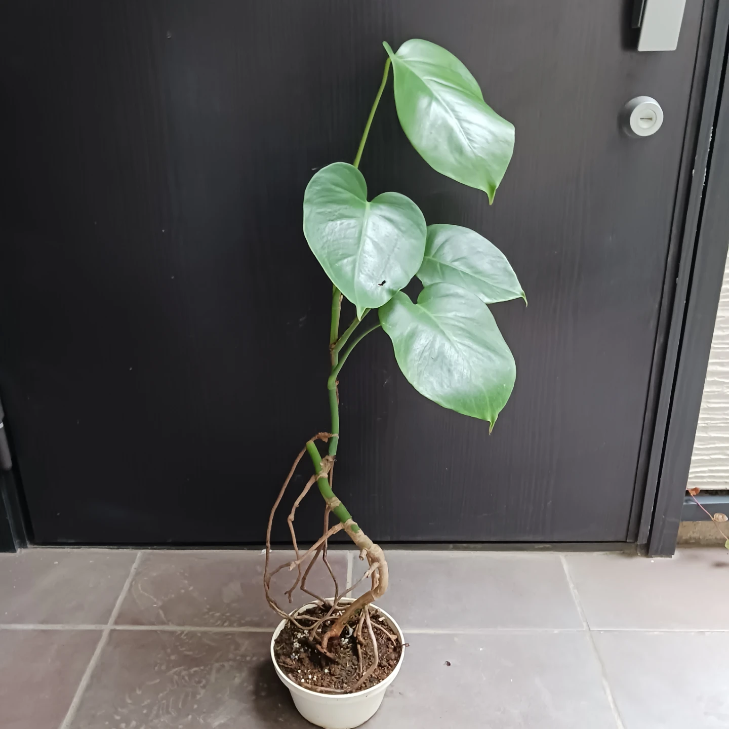 まとめ買い対象★モンステラ　5号　観葉植物の写真2枚目