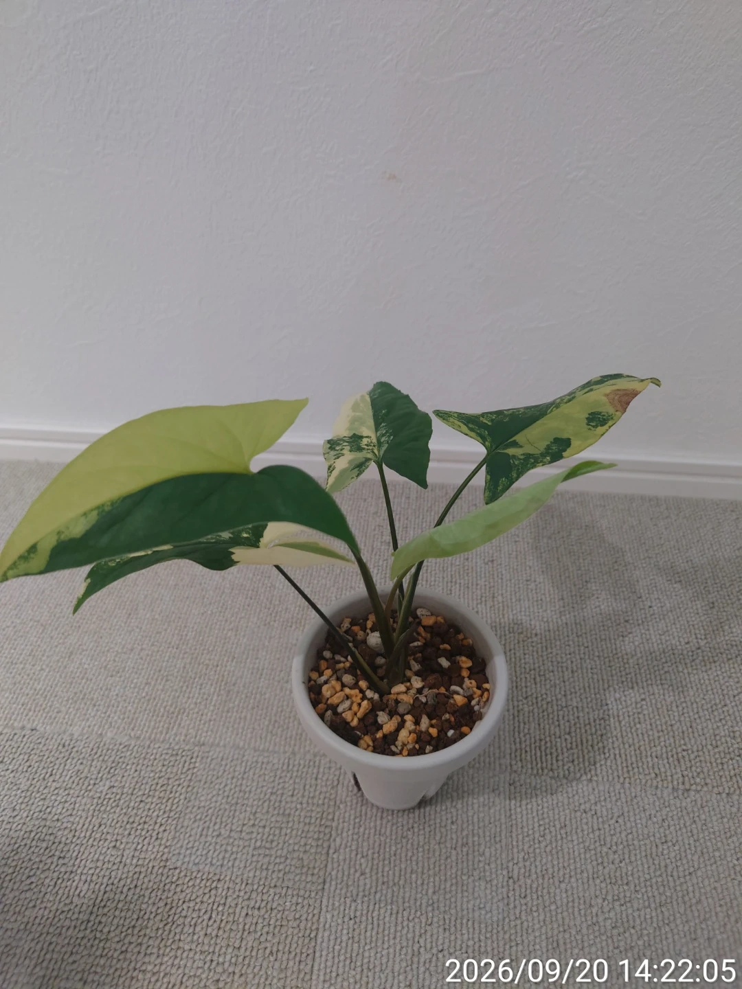シンゴニウム カルフォルニアゴールド 観葉植物の写真3枚目