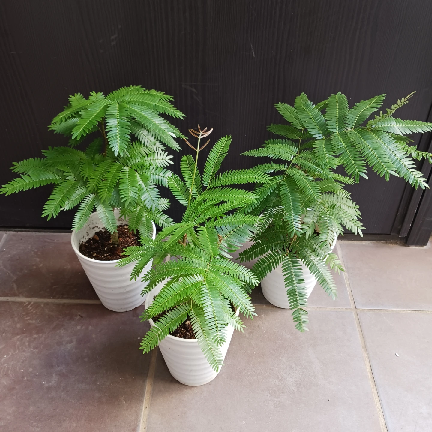 エバーフレッシュ　4号　観葉植物の写真2枚目