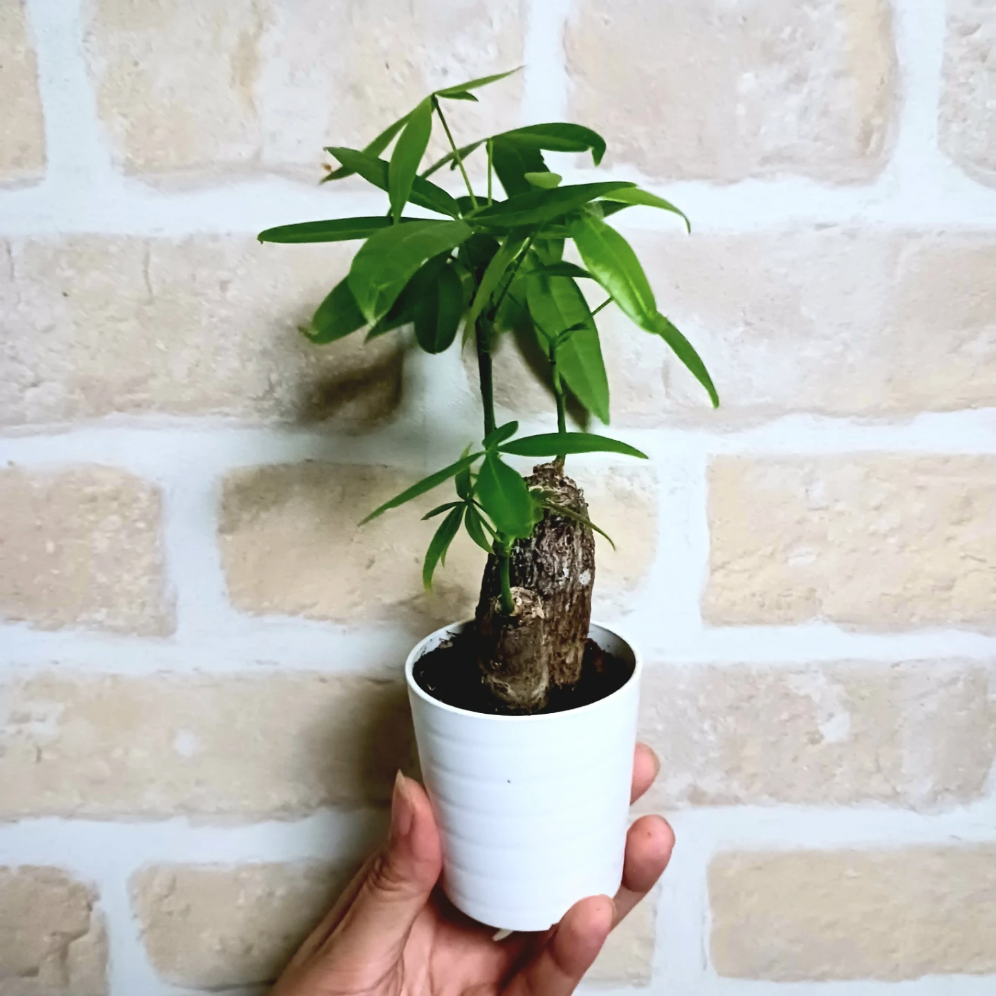 ぷっくり太幹 パキラ 2号 観葉植物 ミニの写真2枚目