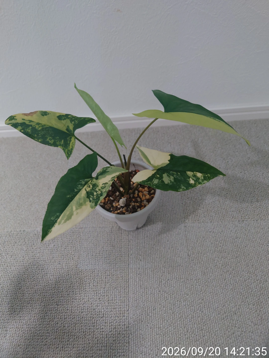 シンゴニウム カルフォルニアゴールド 観葉植物