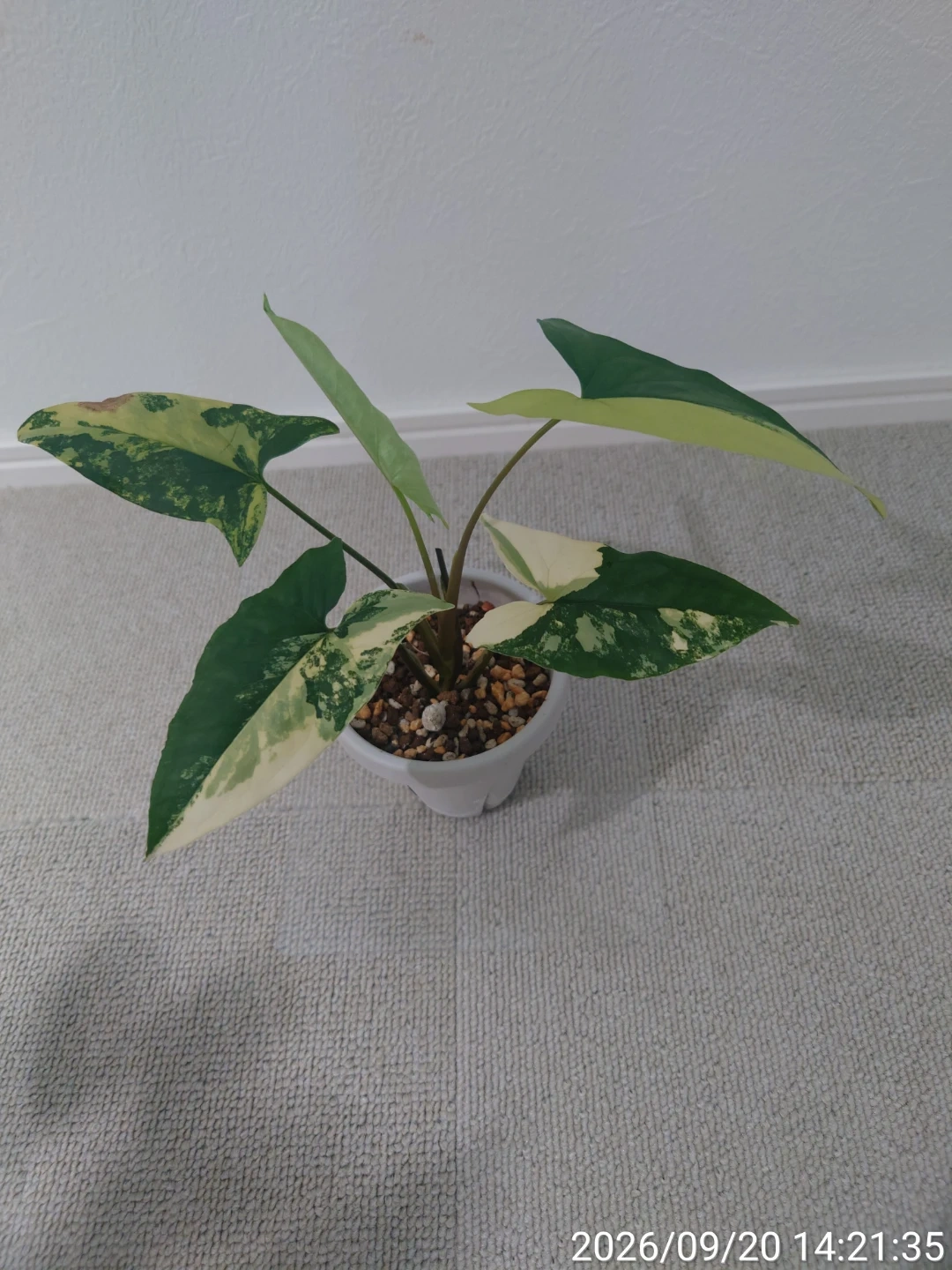 シンゴニウム カルフォルニアゴールド 観葉植物